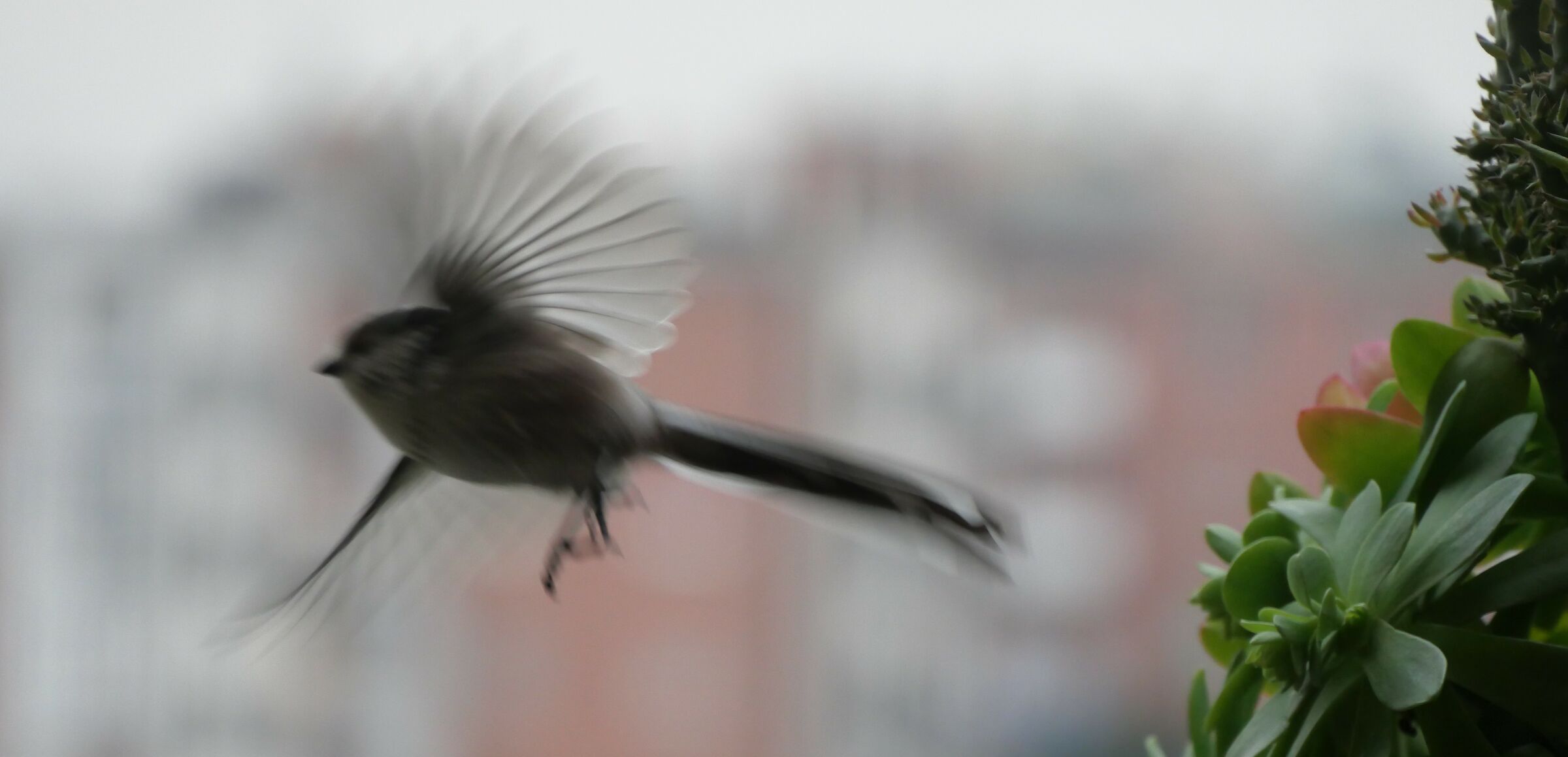 This morning on my balcony
