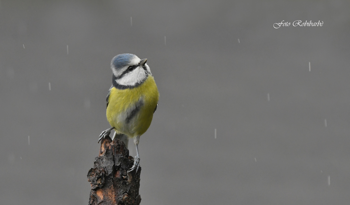 Cinciarella.... Rainy...