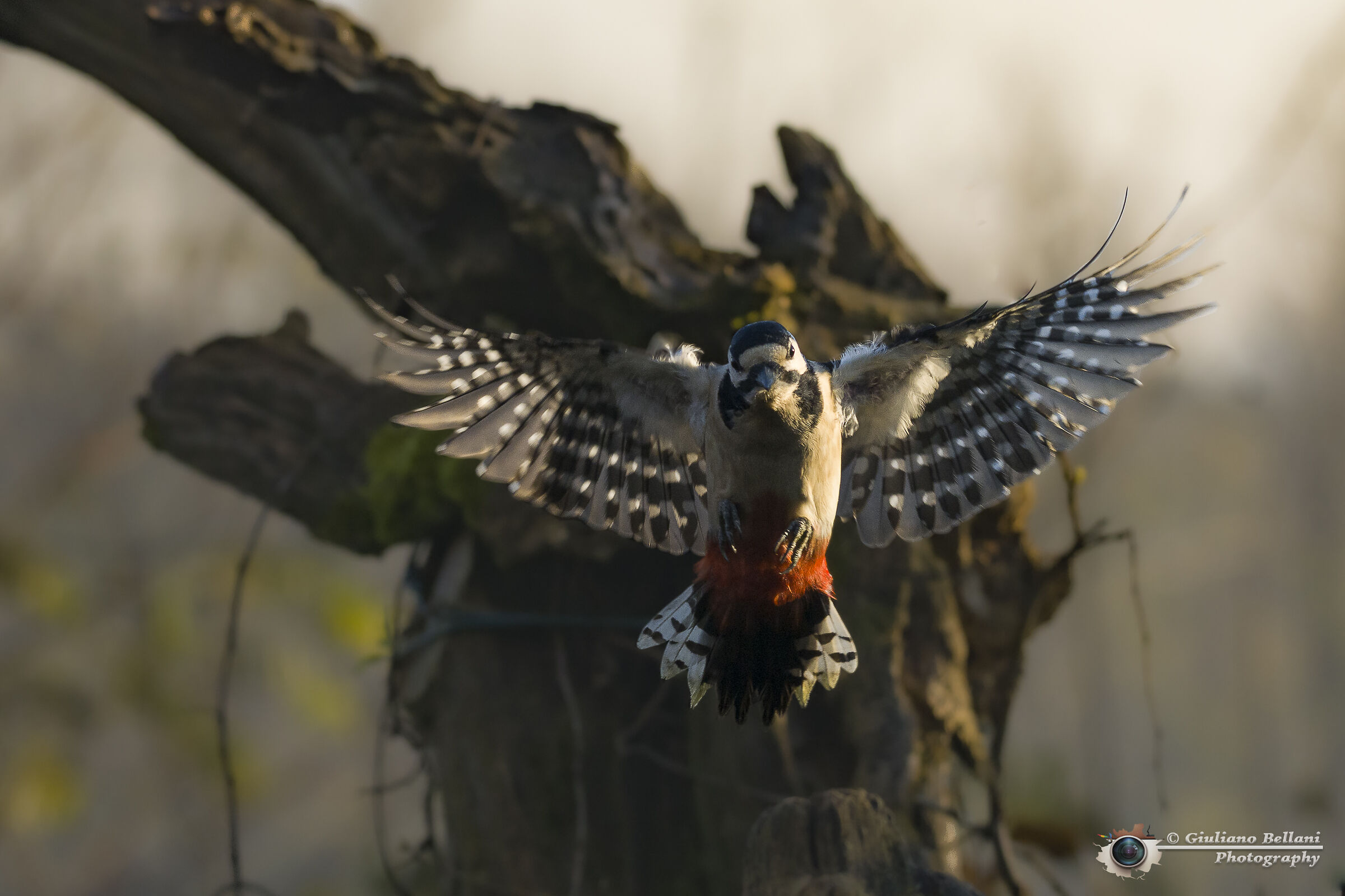 PicchioRosso Maggiore...........