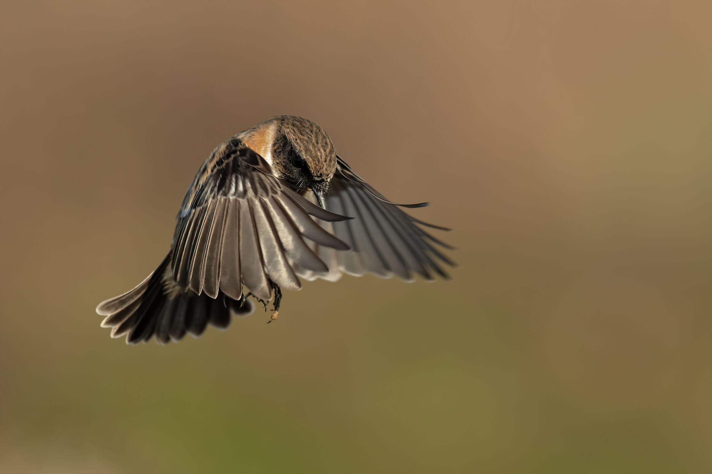 Saltimpalo - European Stonechat