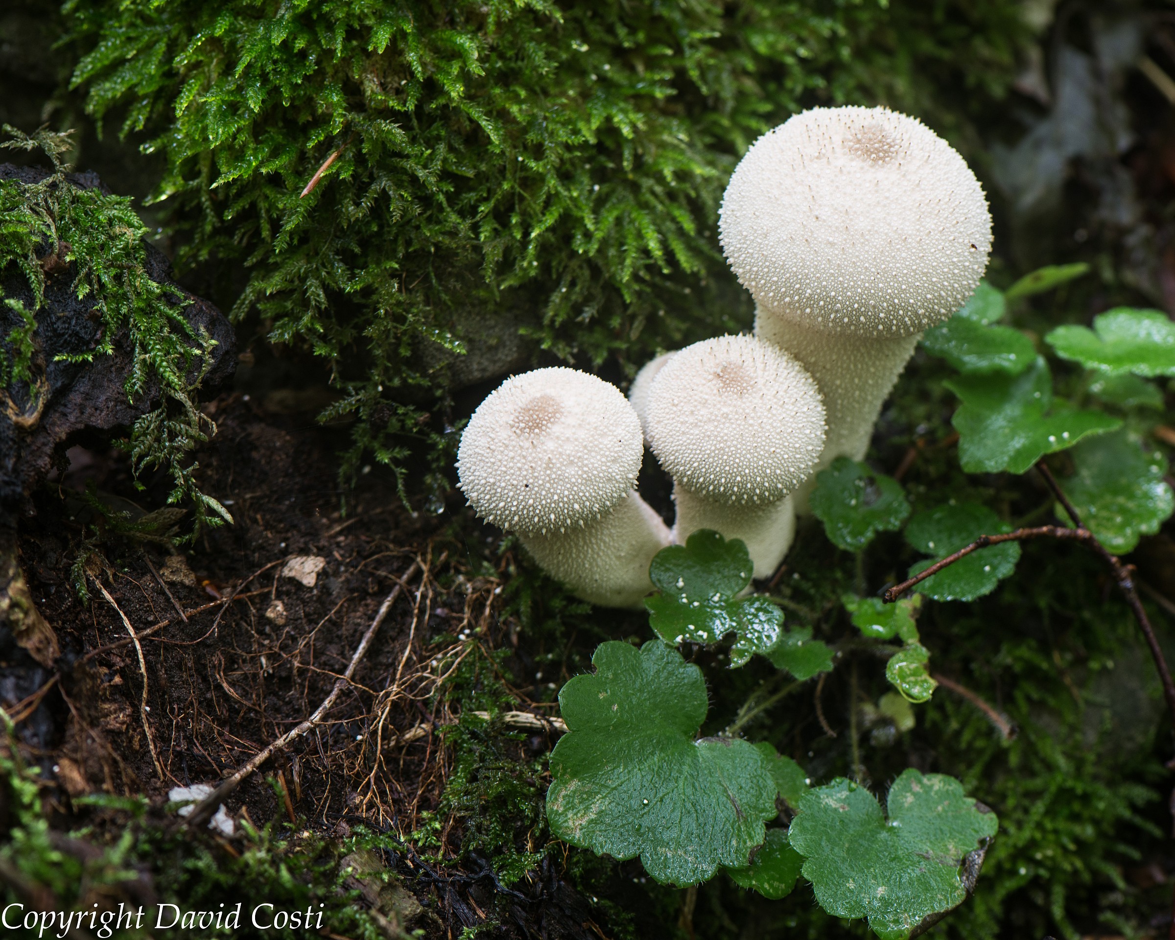 Vesce - versione corretta