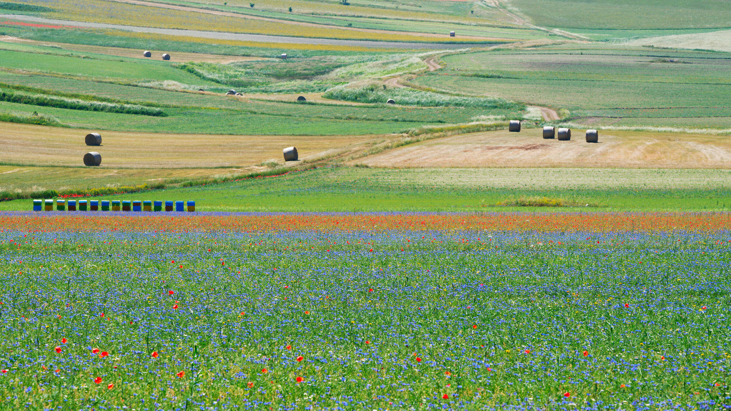 ...colori d' estate nella piana...