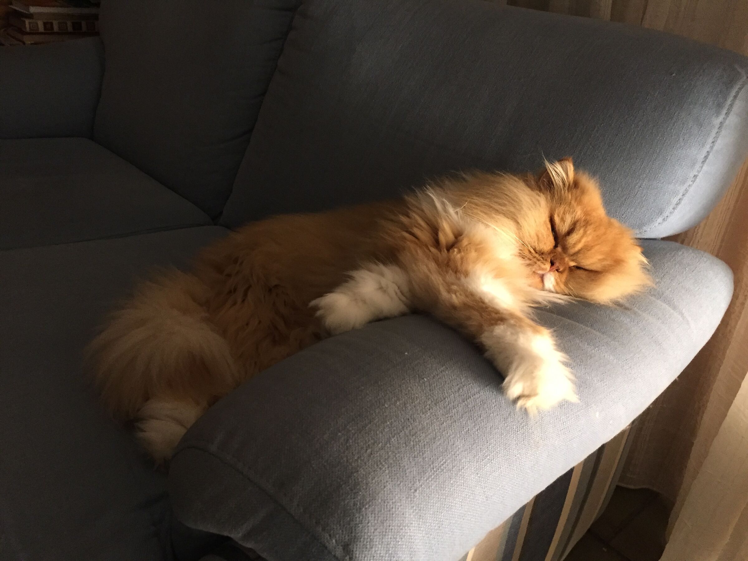 Tigro, aristocratico