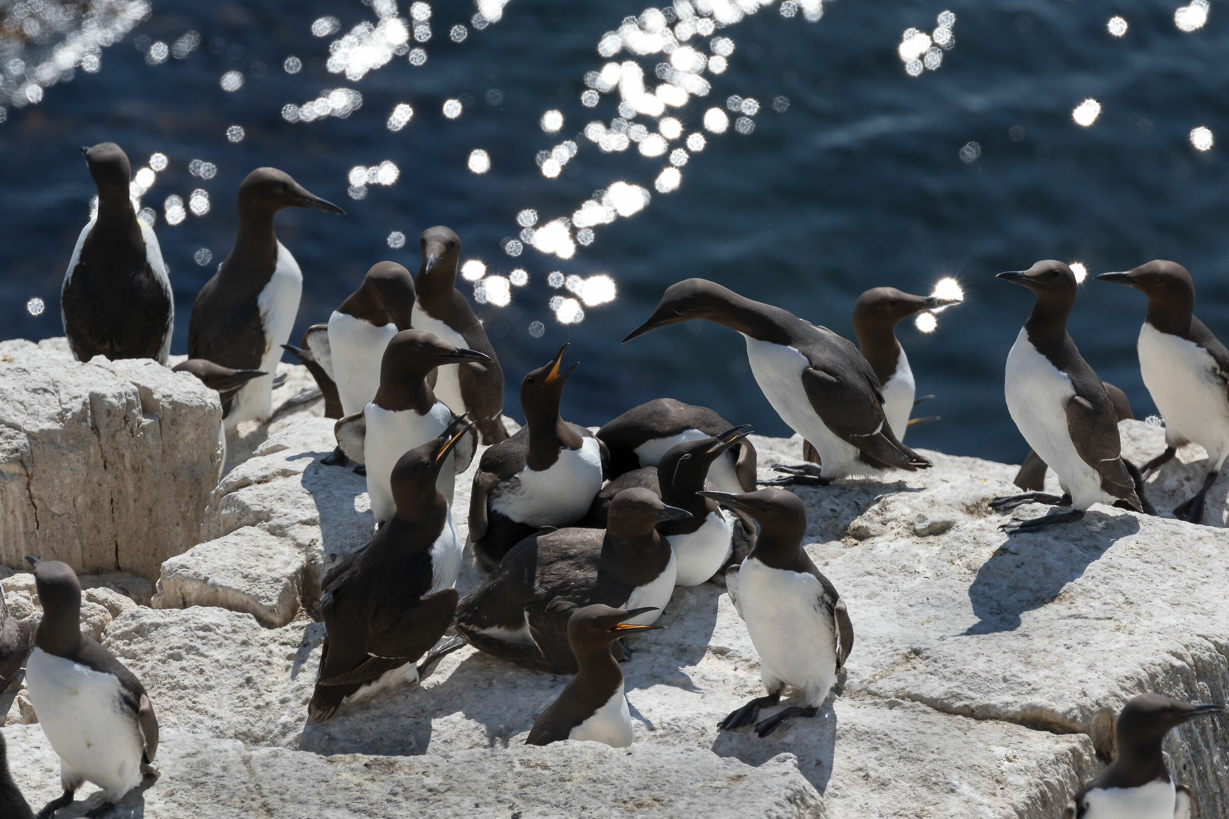 An important decisional meeting