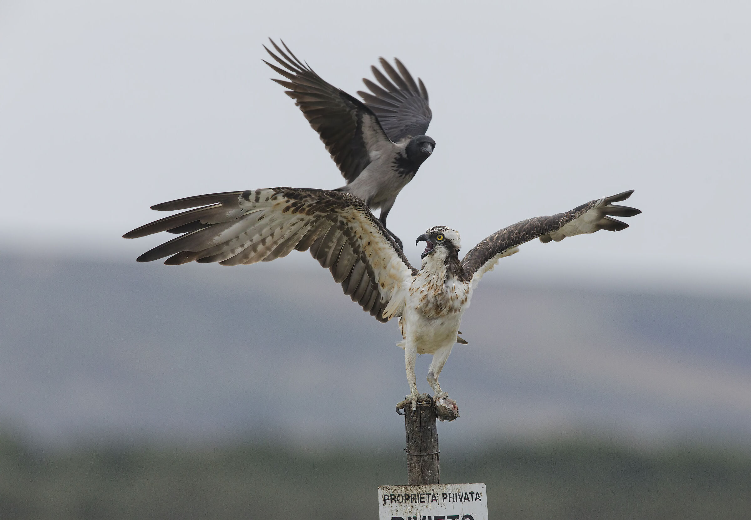 maledette cornacchie....