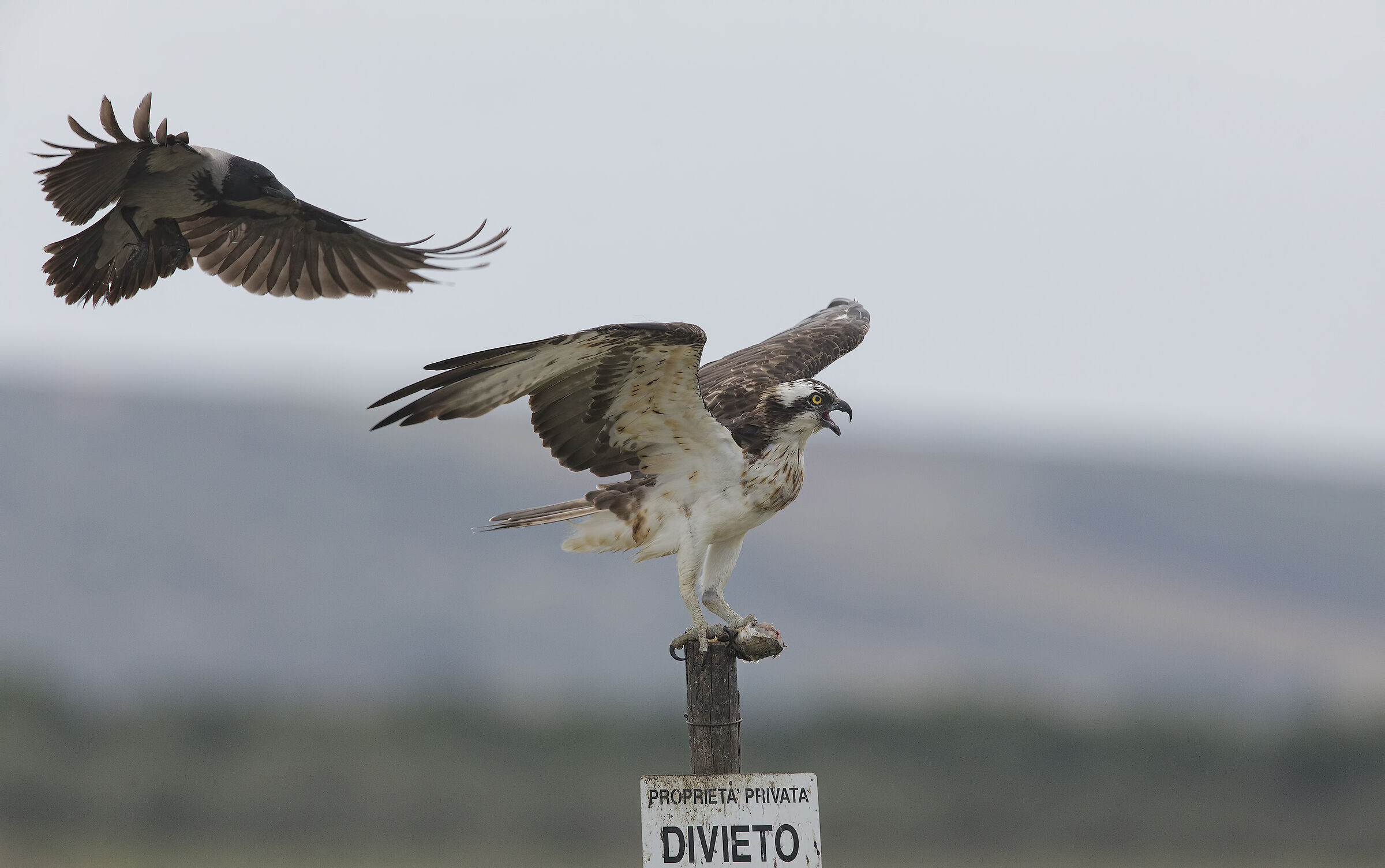 maledette cornacchie....