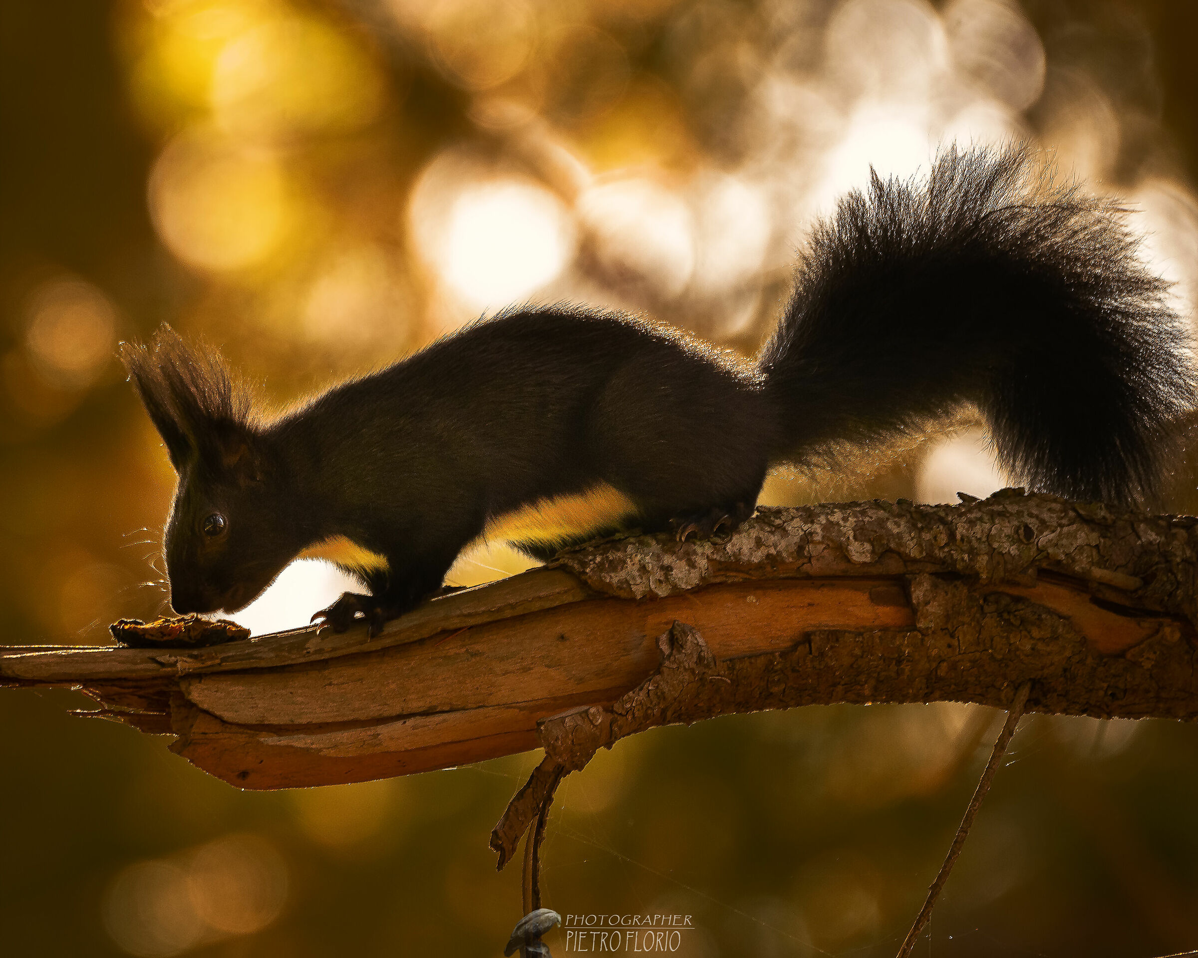 lo scoiattolo della sila