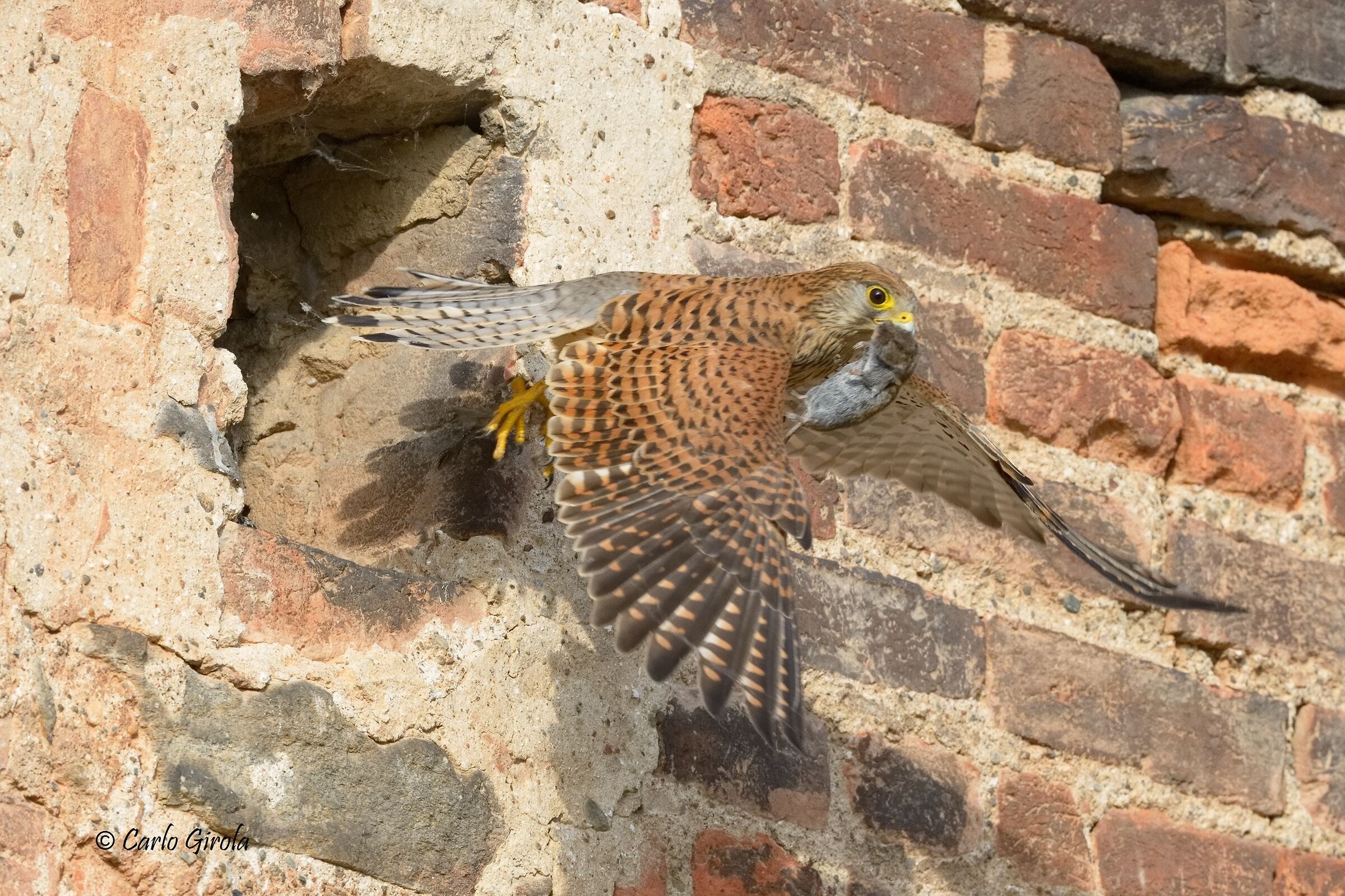 Gheppio (Falco tinnunculus)