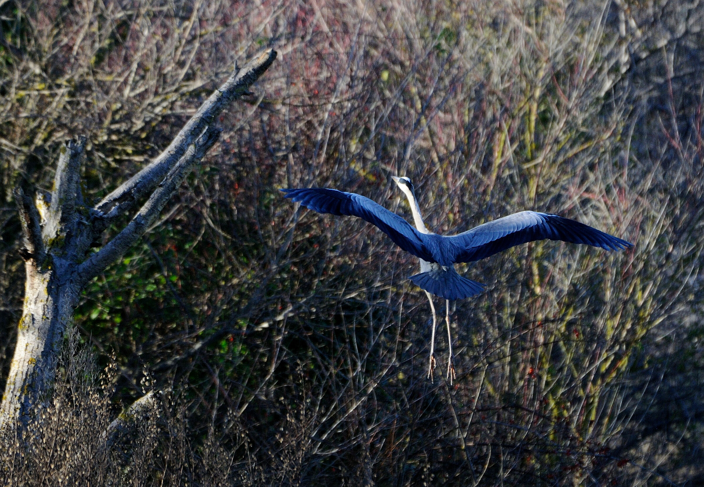 Blue Heron