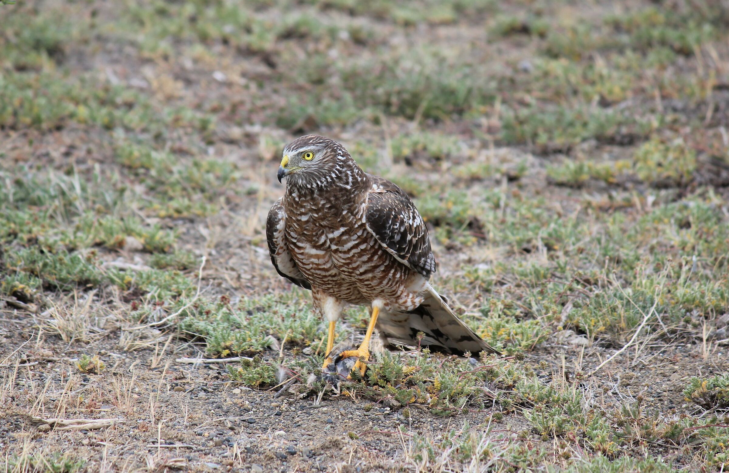 Invito a cena con delitto...albanella cinerea