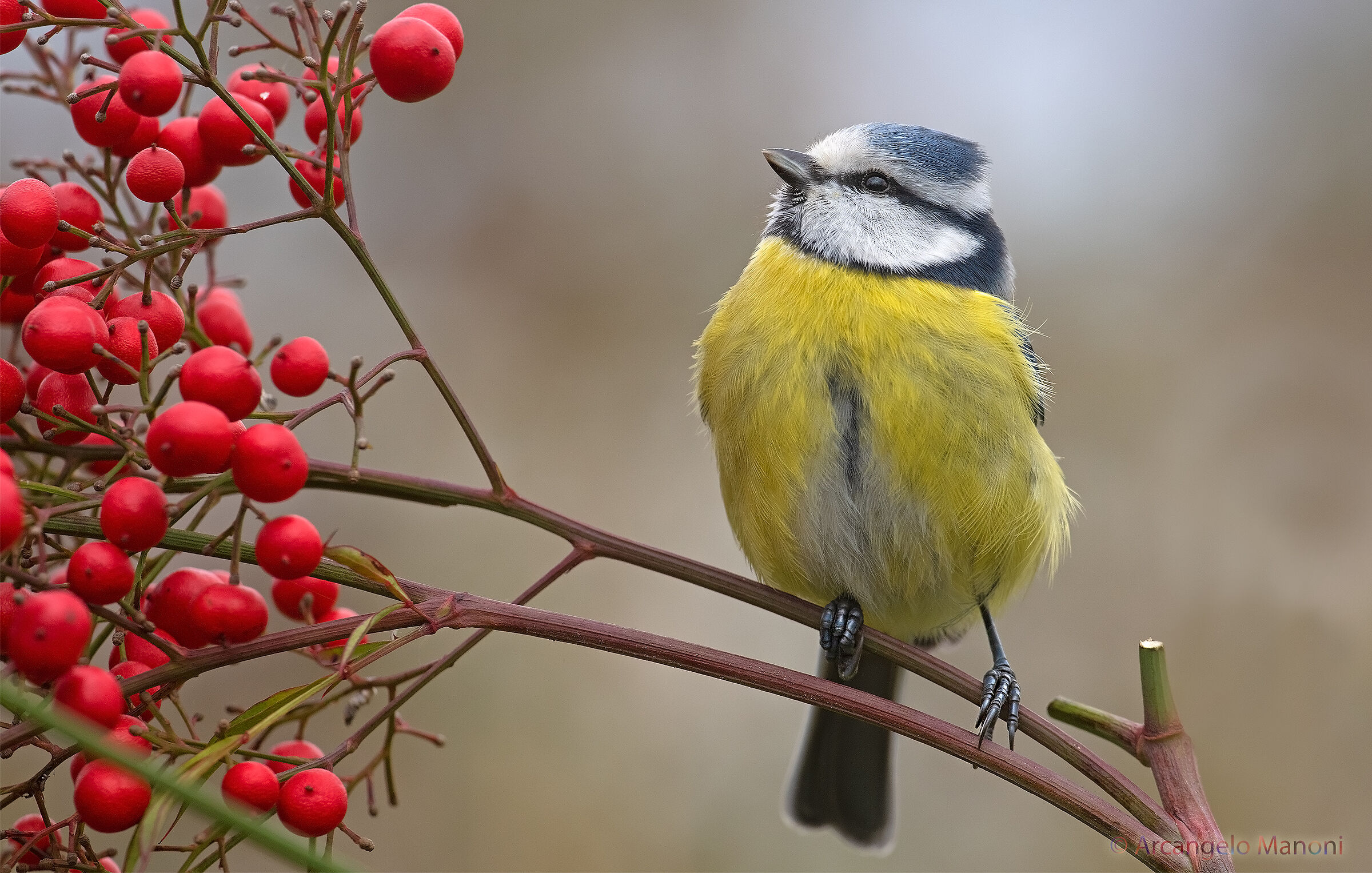 Il rosso e il giallo