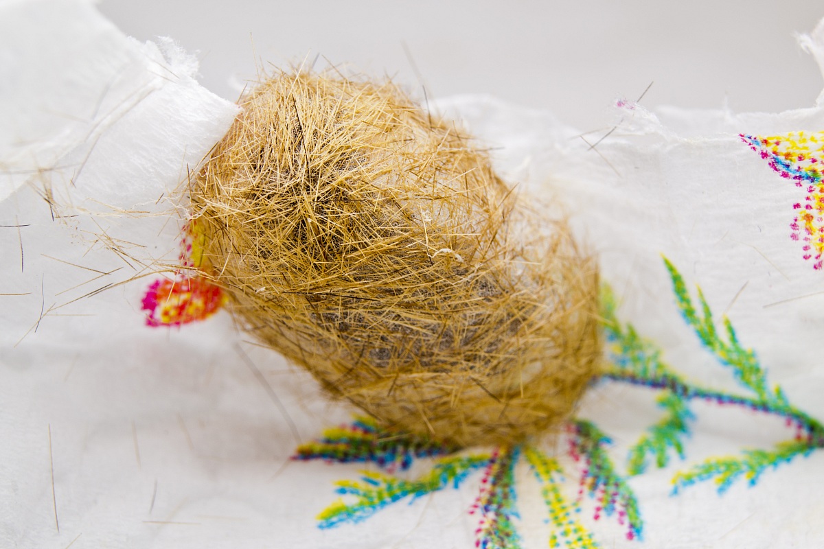 Cocoon Phragmatobia fuliginosa