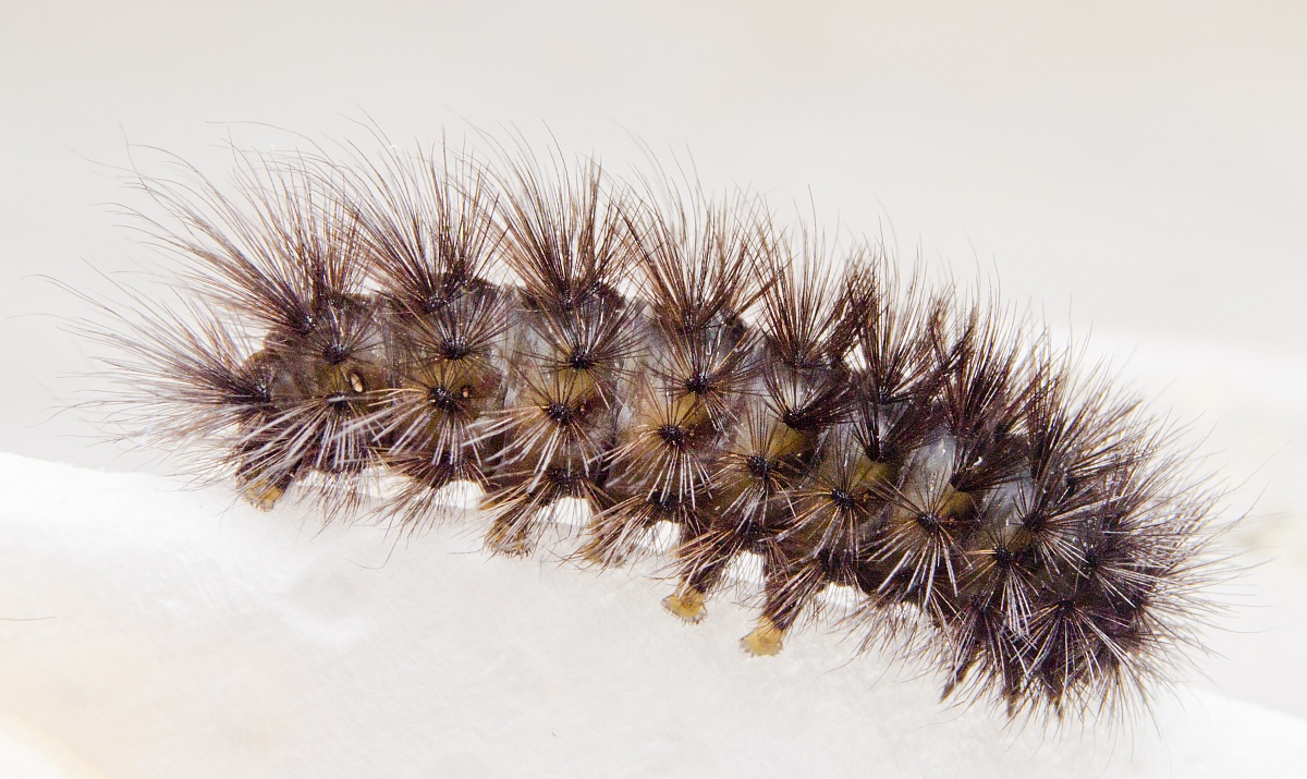 Caterpillar Phragmatobia fuliginosa