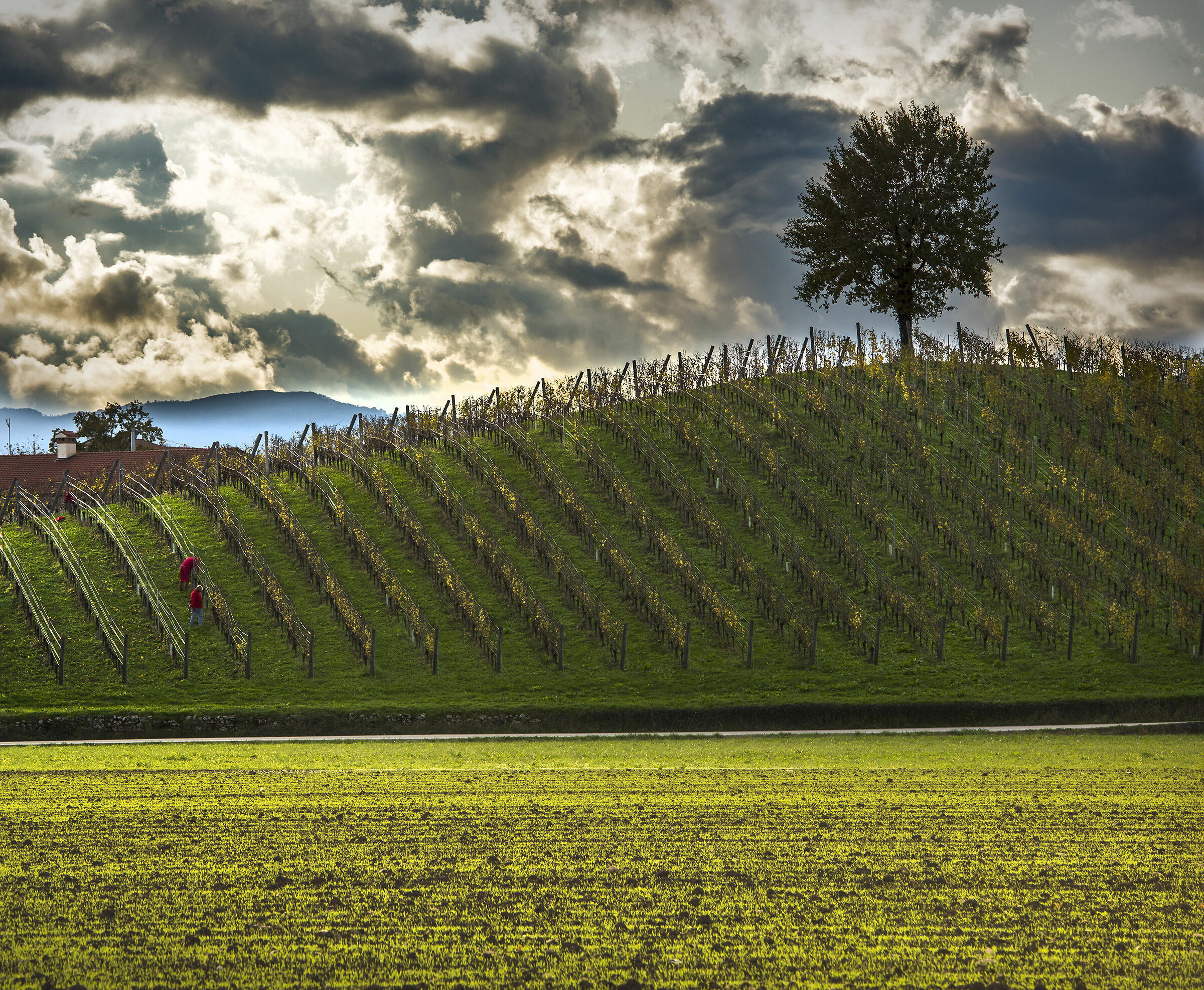 pruning of the vineyards