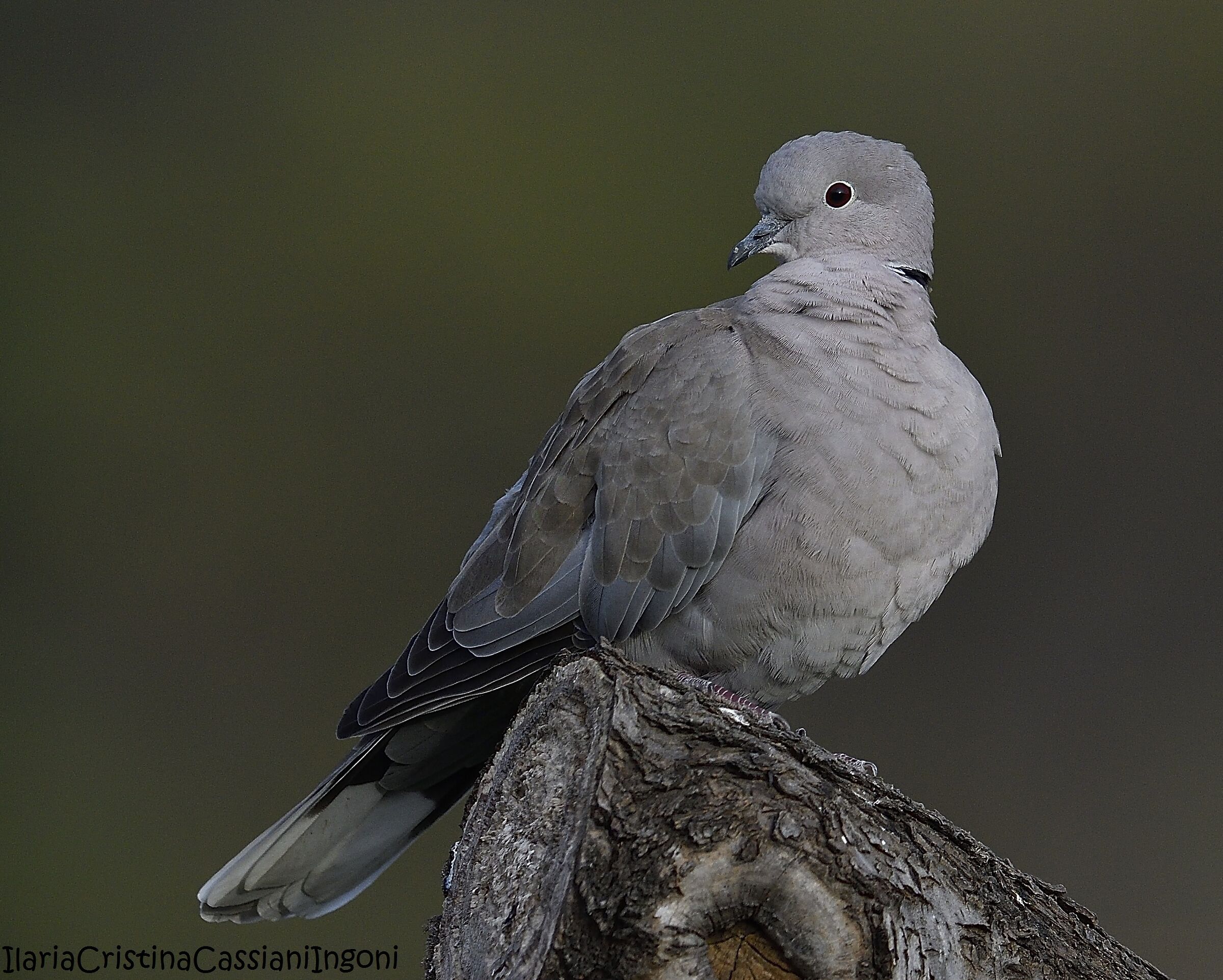 Collared Tortora