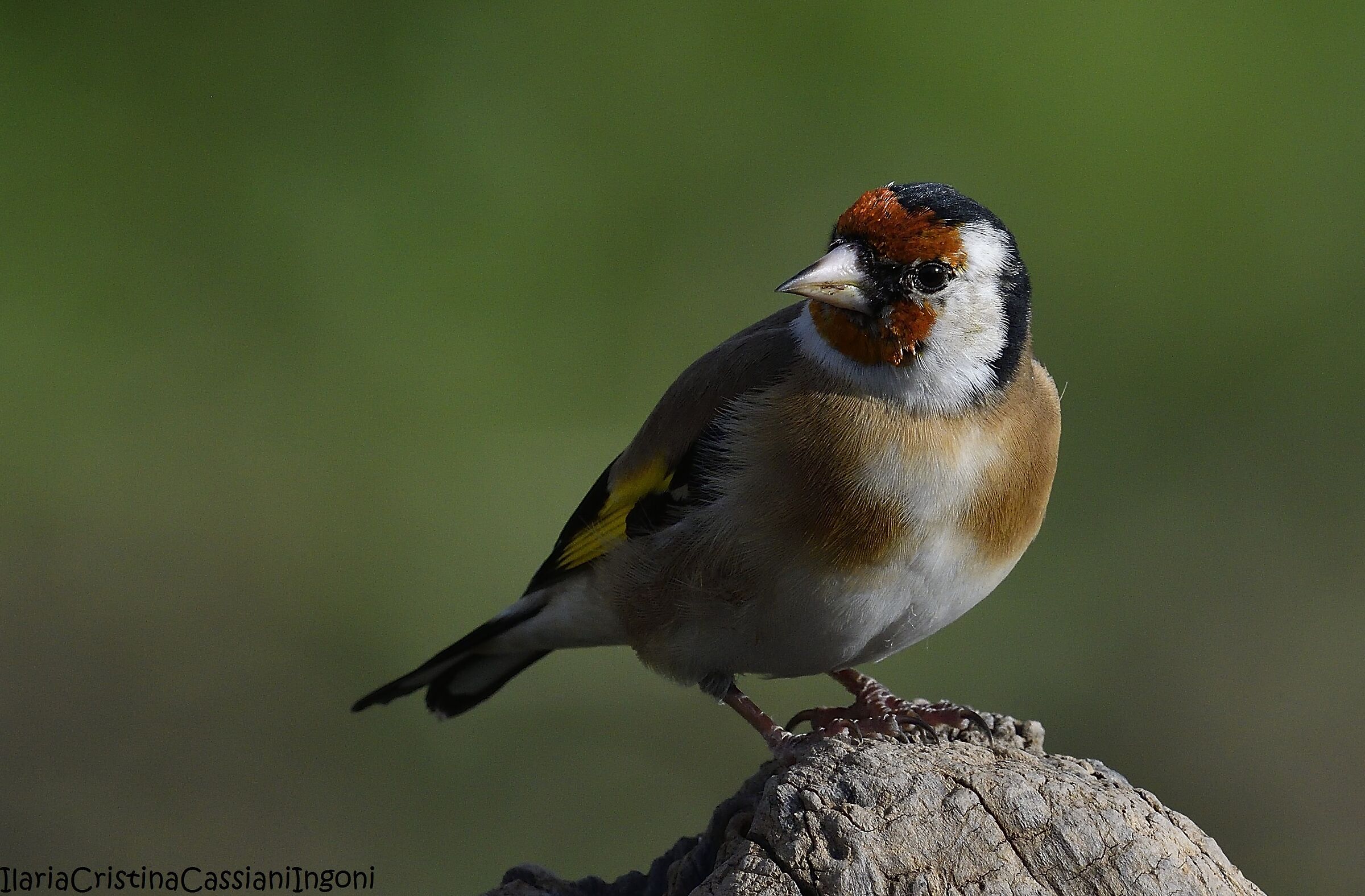 Goldfinch