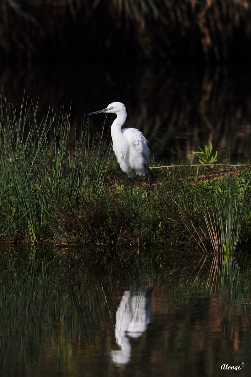 Egret