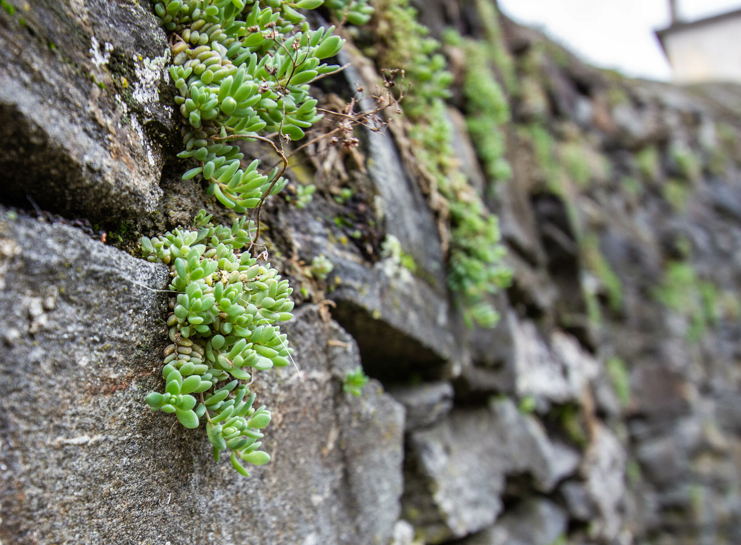 Wall