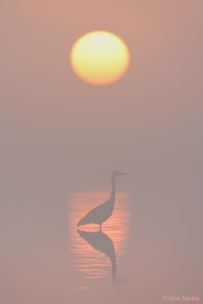 Misty Heron Alba