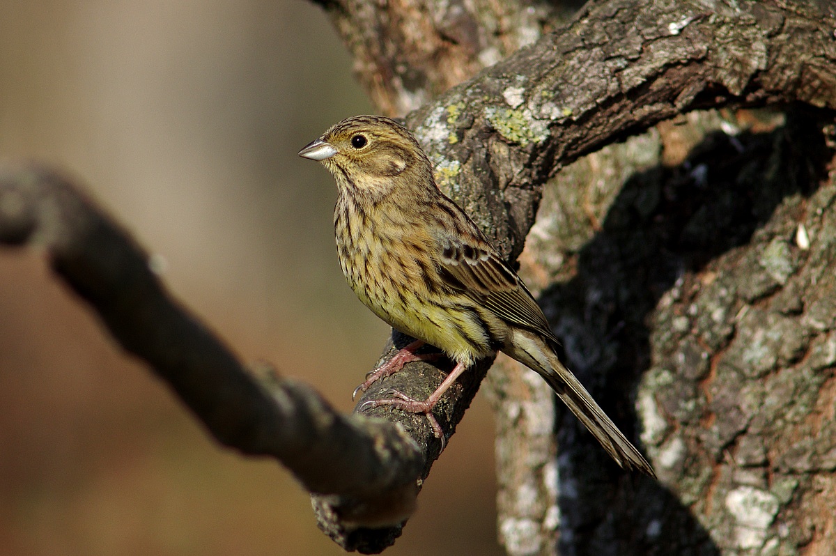 Female black bunting