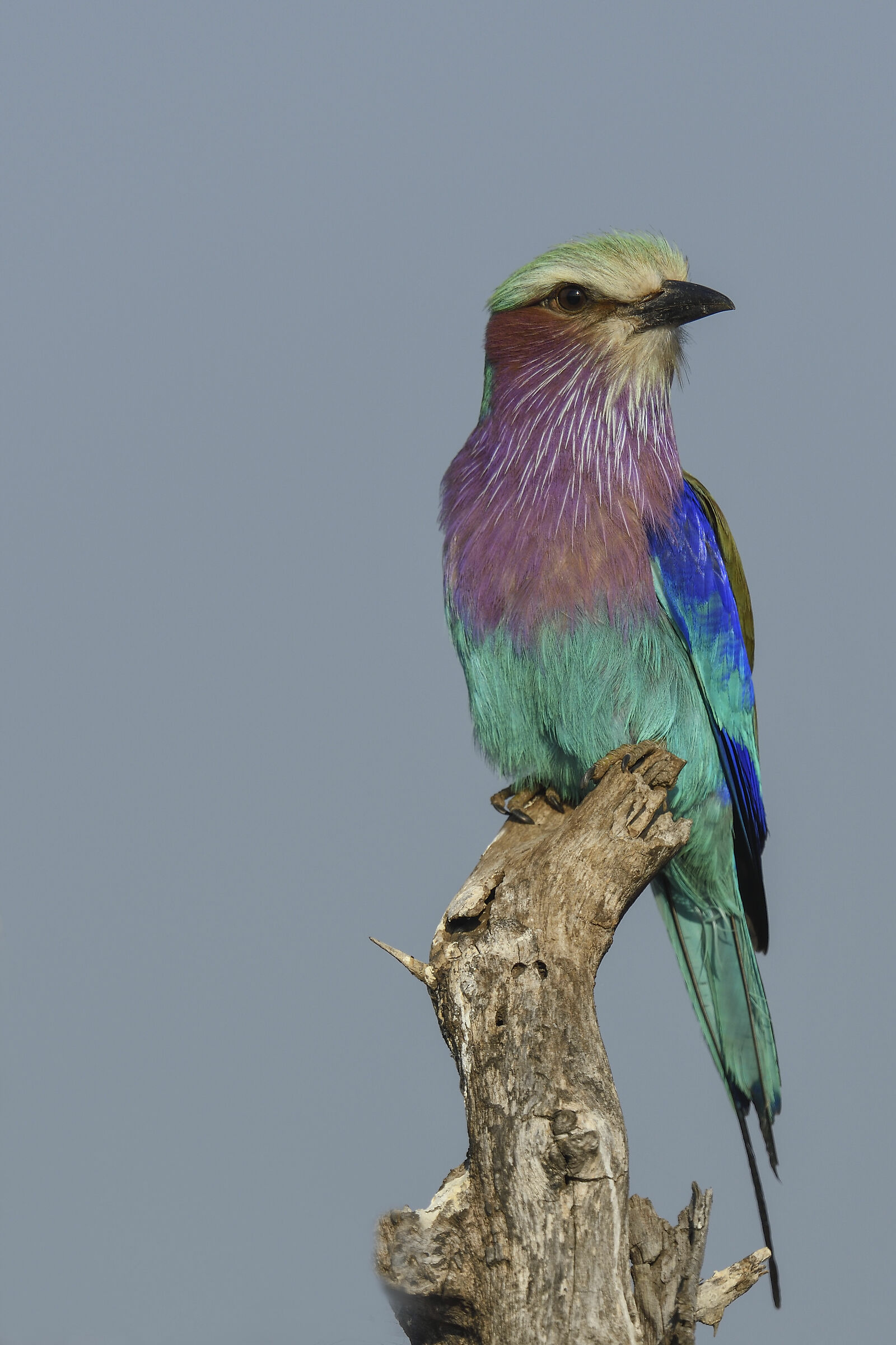 il lilla ti dona(Coracias caudatus)