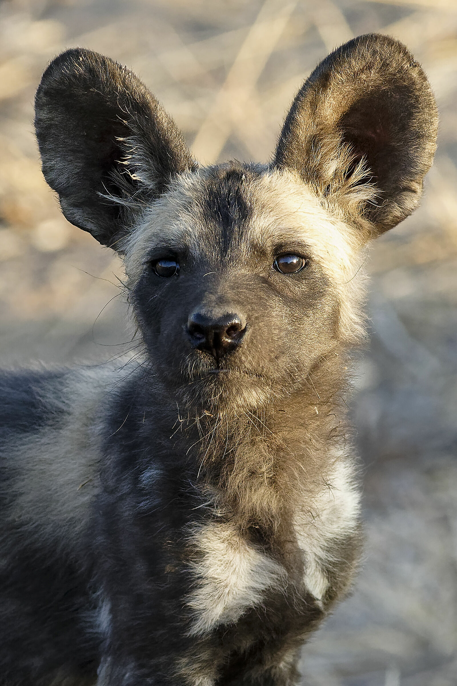 portrait (Lycaon pictus lupinus)