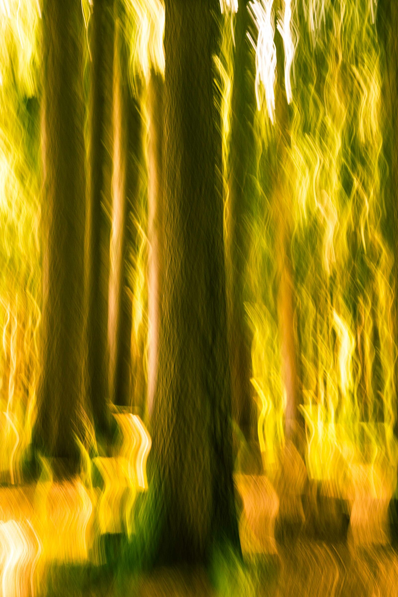 Foresta incantata