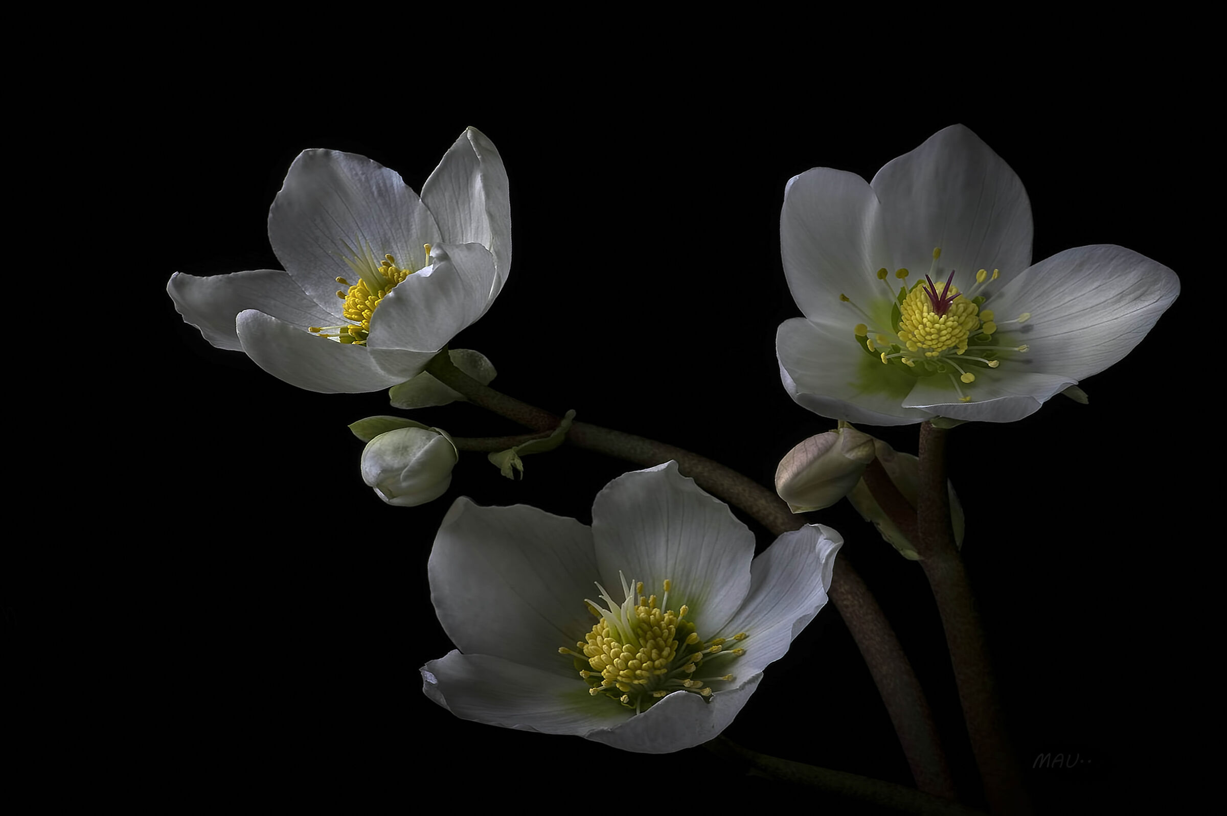 Merry Christmas Guys...