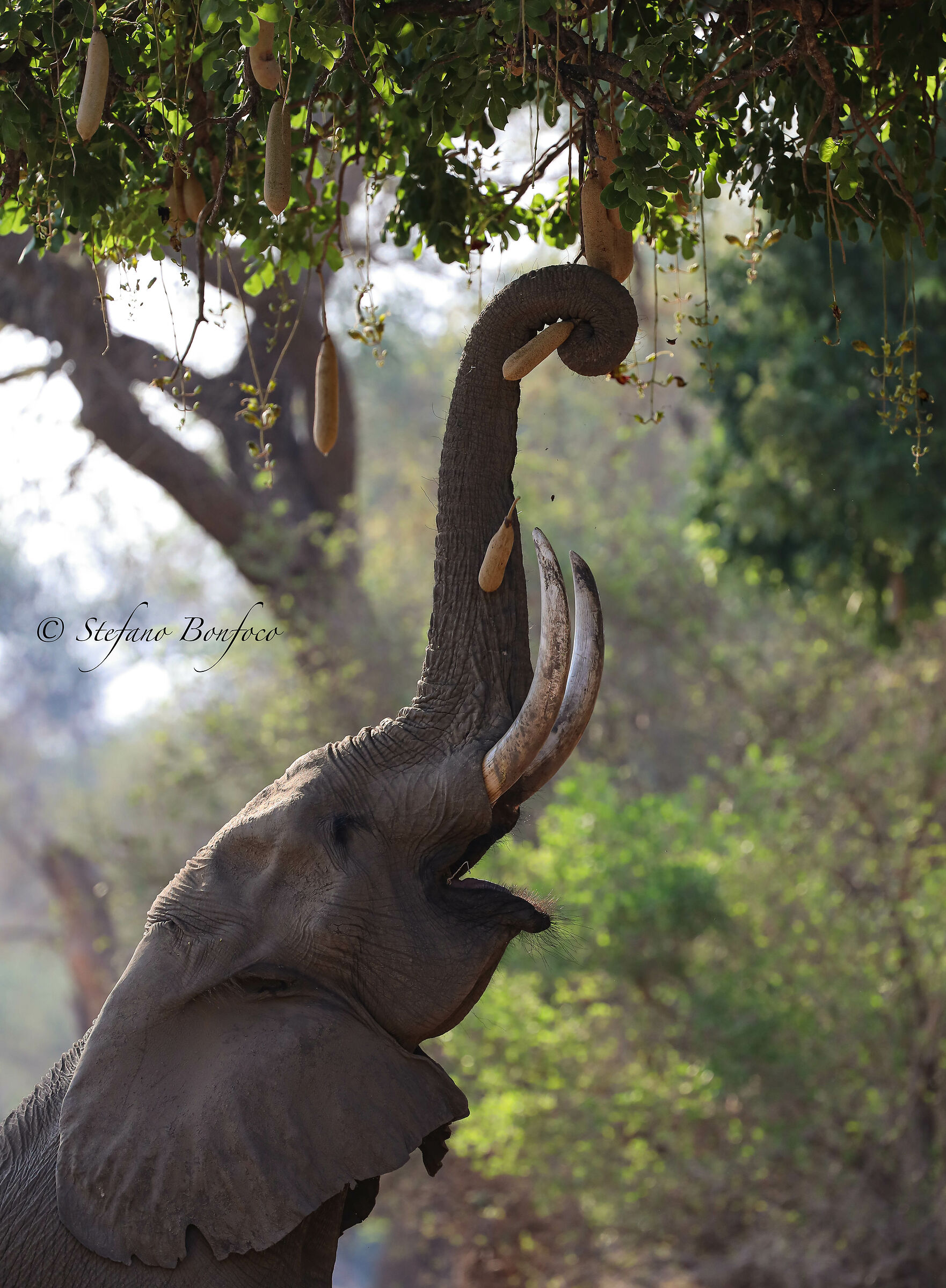 African Elephant (African Loxodonta)