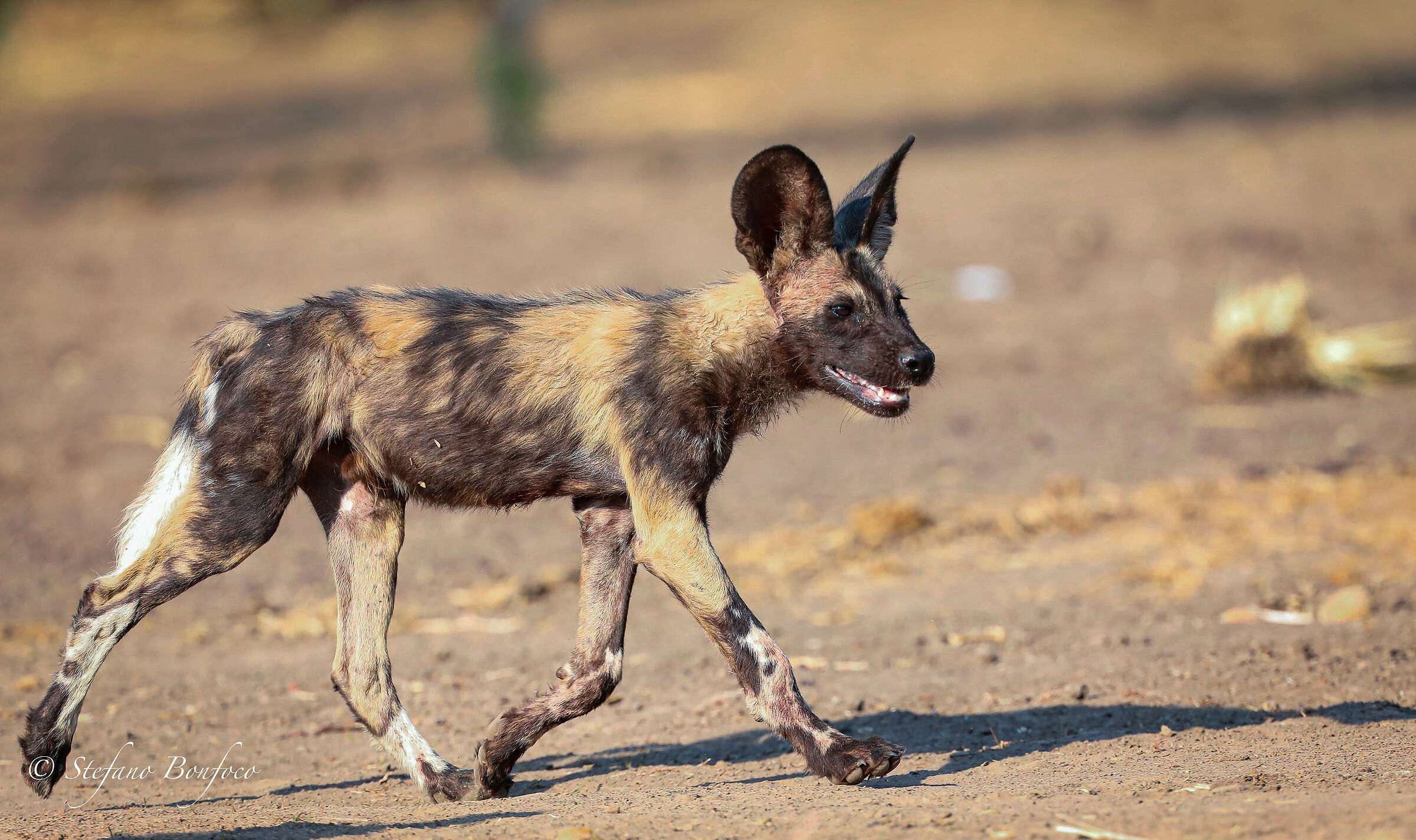 Walking with the Licaoni