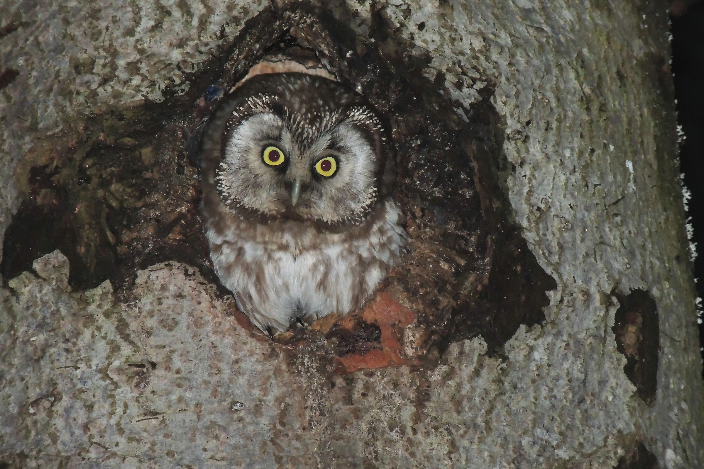 The Lady of the Night in the Woods