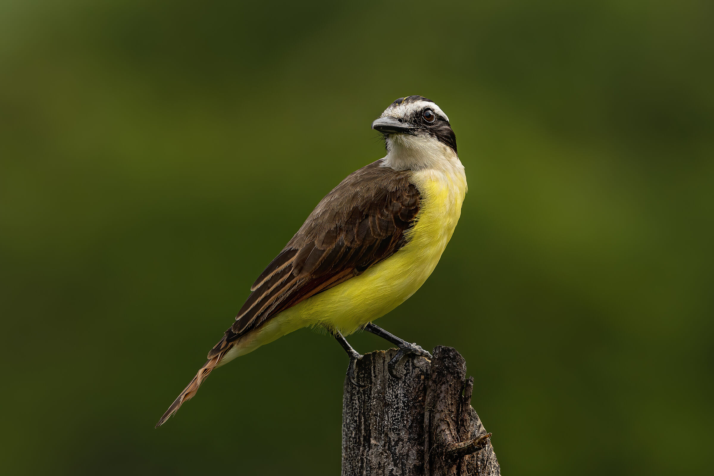 Pitangus Sulphuratus'portrait