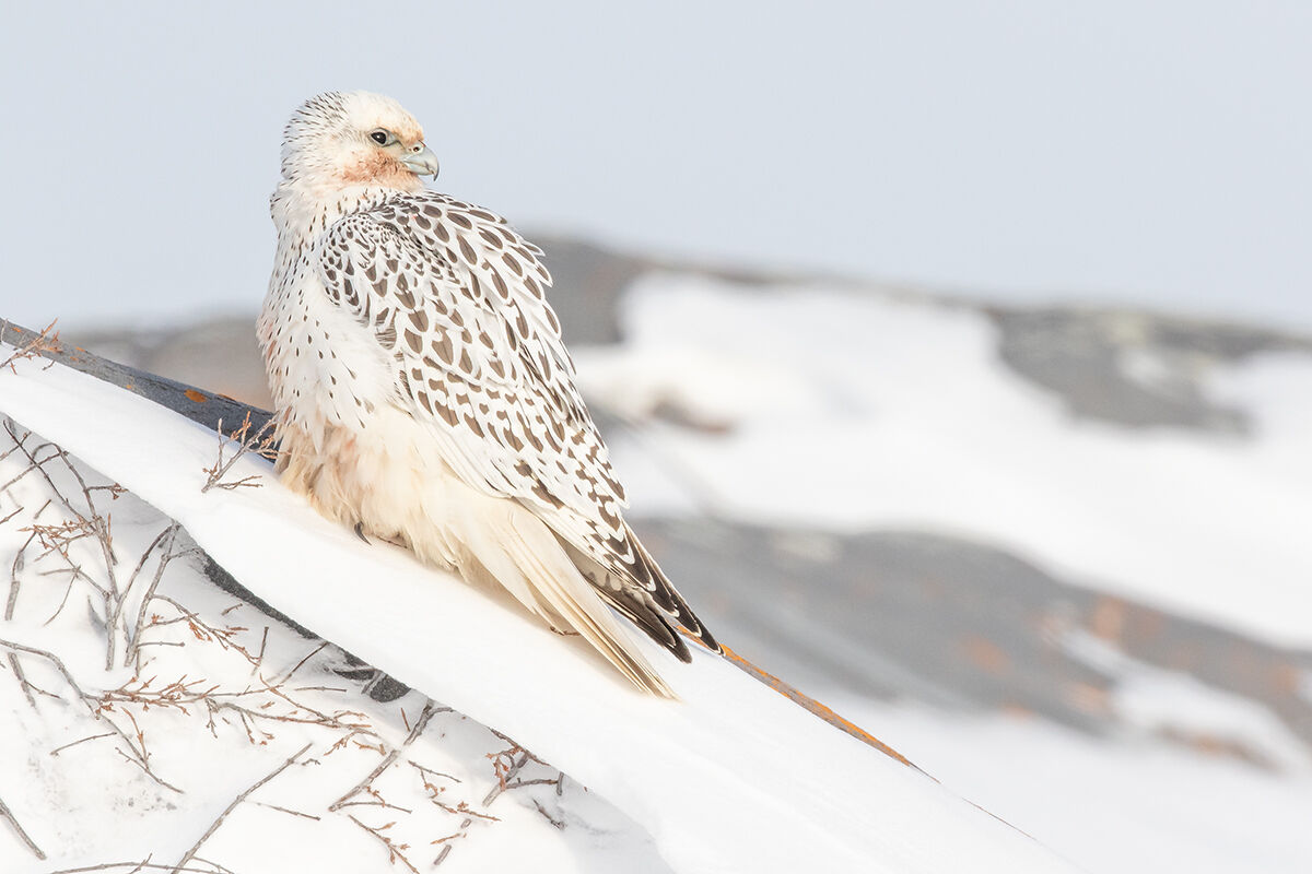 The elusive Girifalco