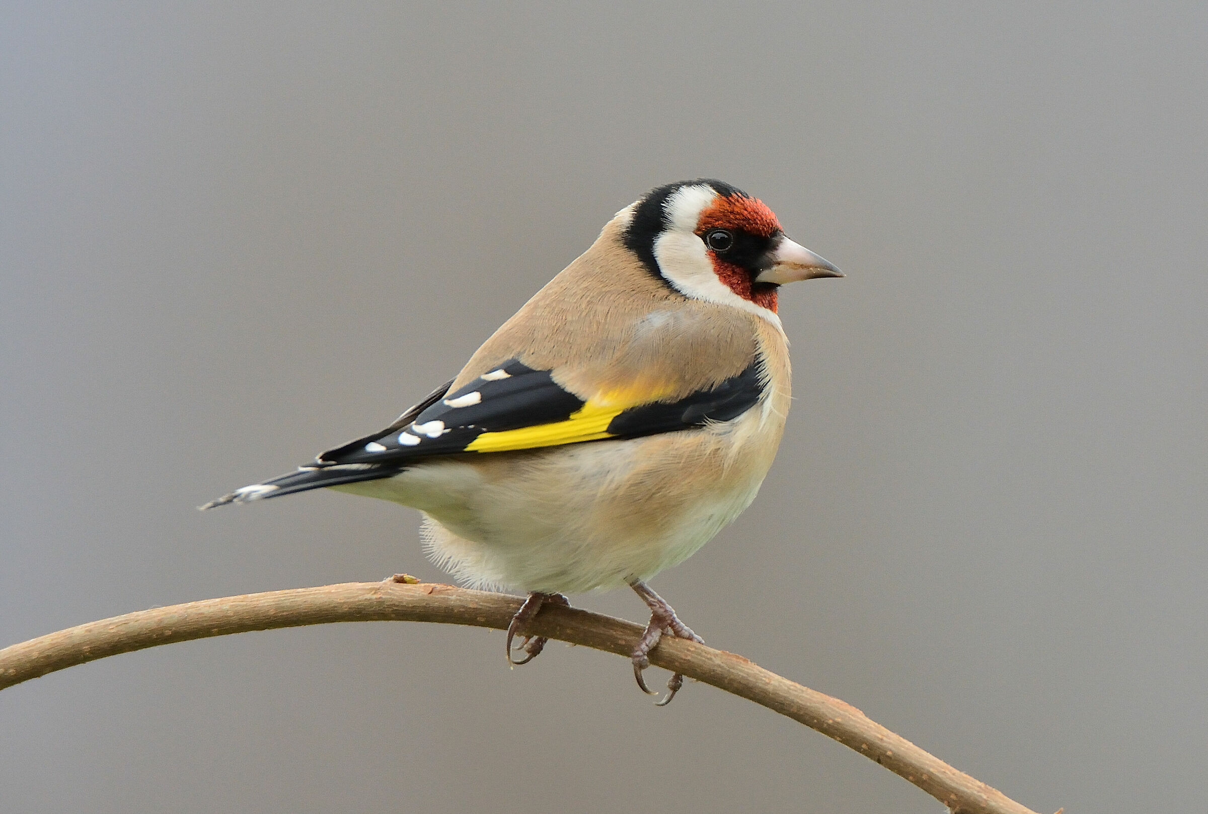 Goldfinch