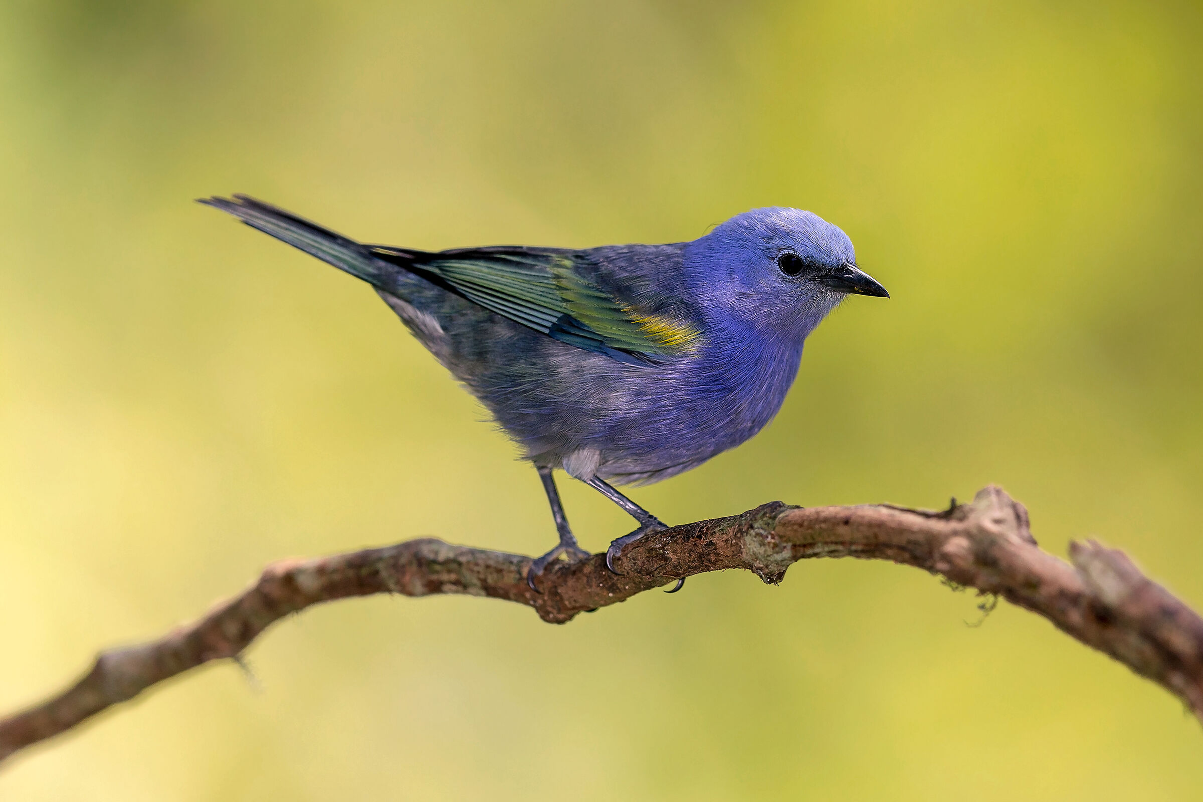 Tanagra squamata/Golden chevroned tanager