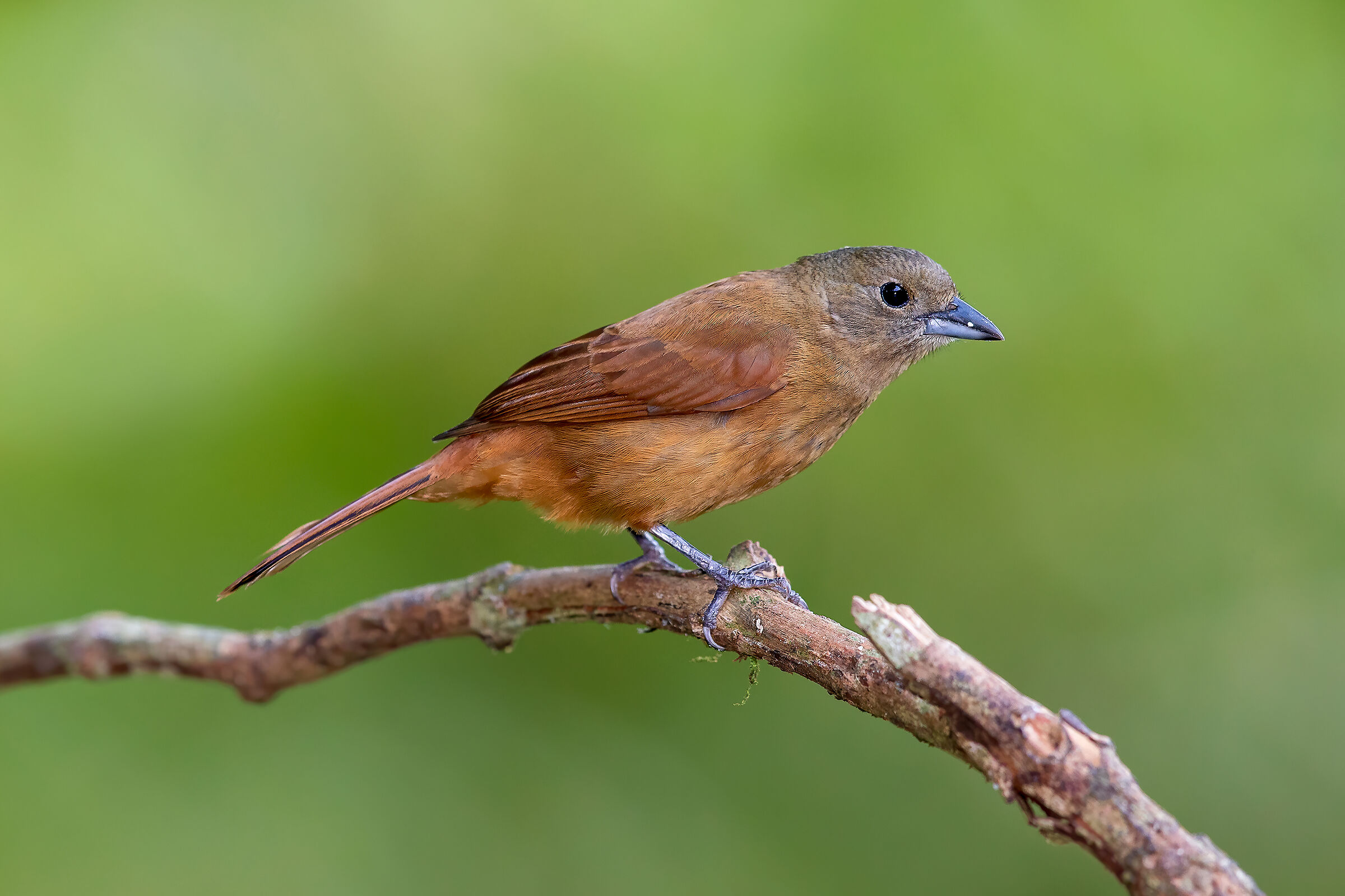 Tanagra caporubino/Ruby crowned tanager (female)