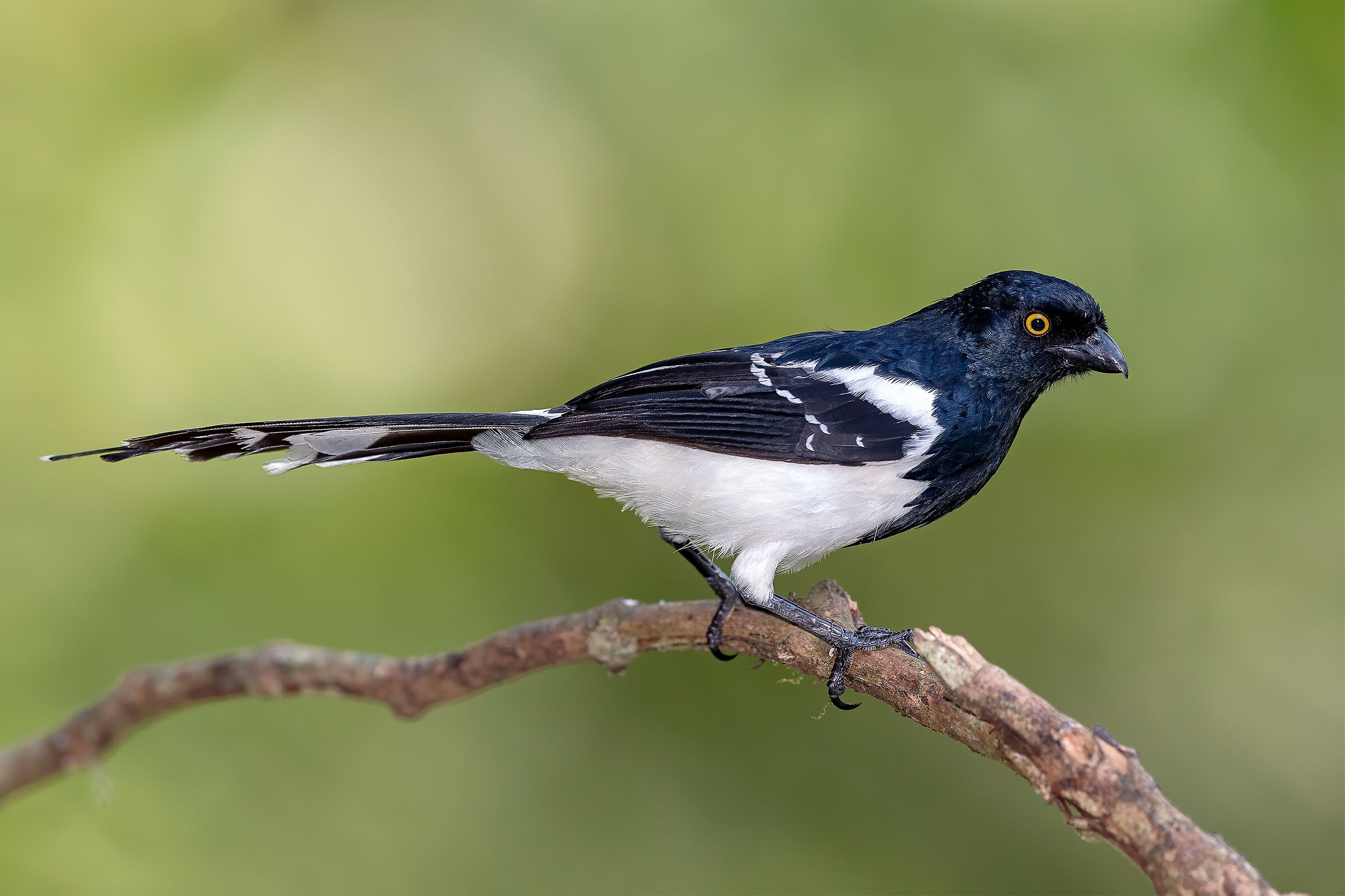 Tanagra gazza/Magpie tanager (Cissopis leverianus)
