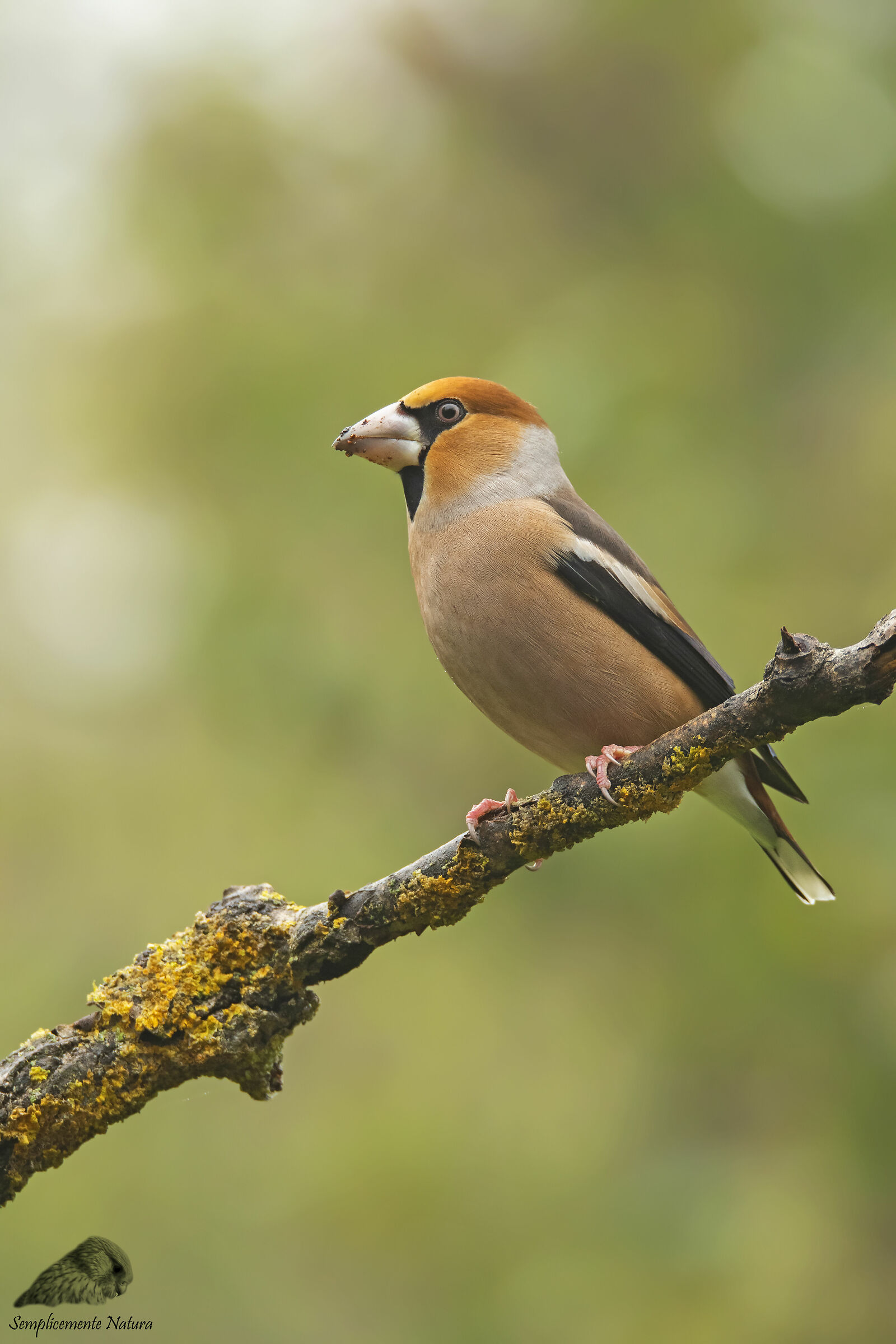 Frosone (Coccothraustes coccothraustes)