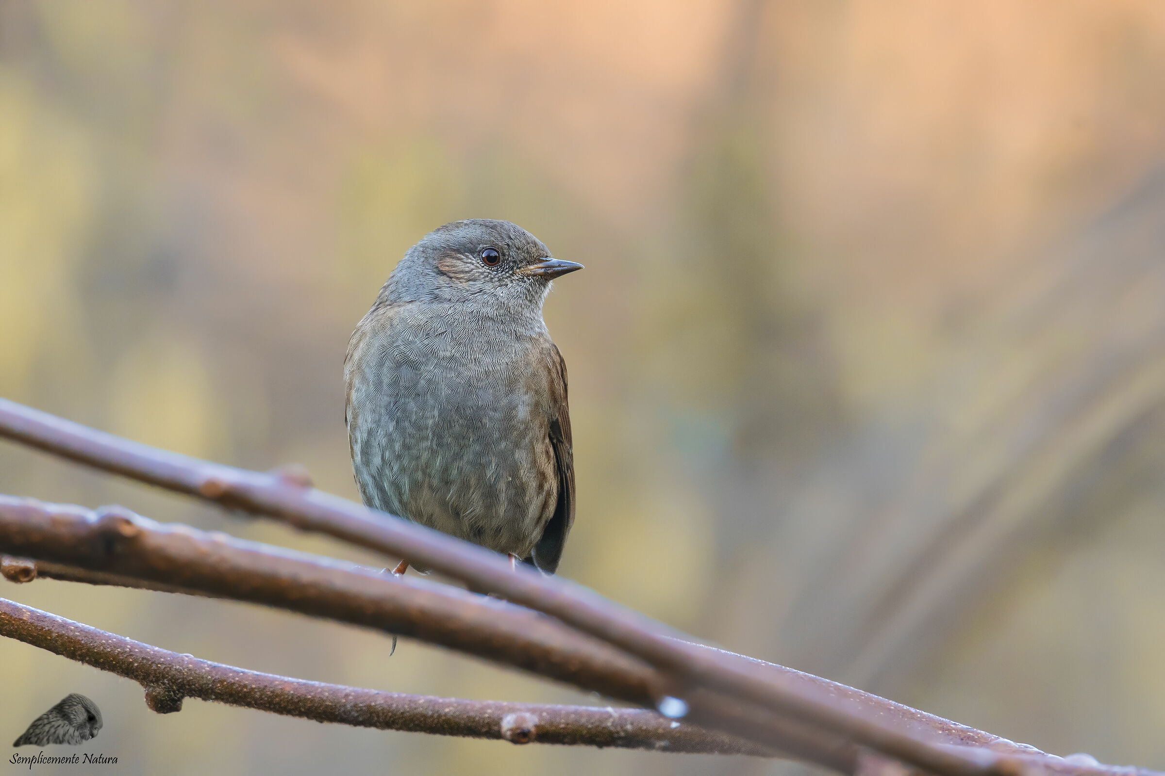 Passera Scopaiola (Prunella modularis)