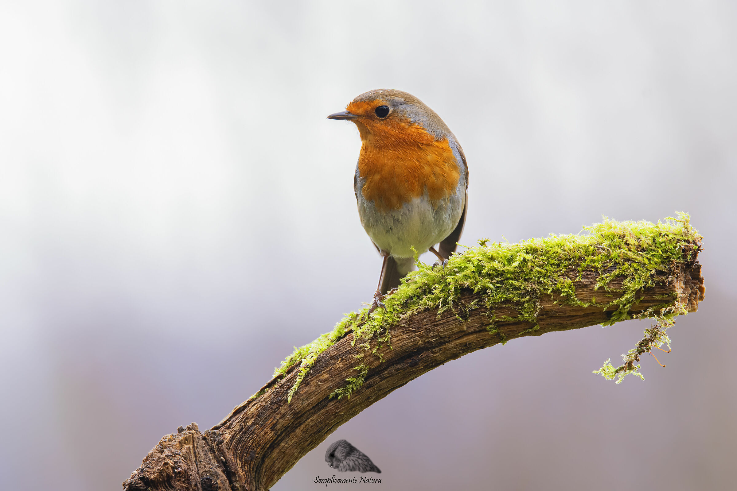 Robin (Erithacus rubecula)