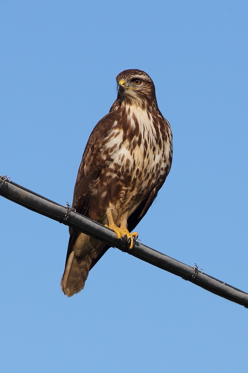 Buzzard