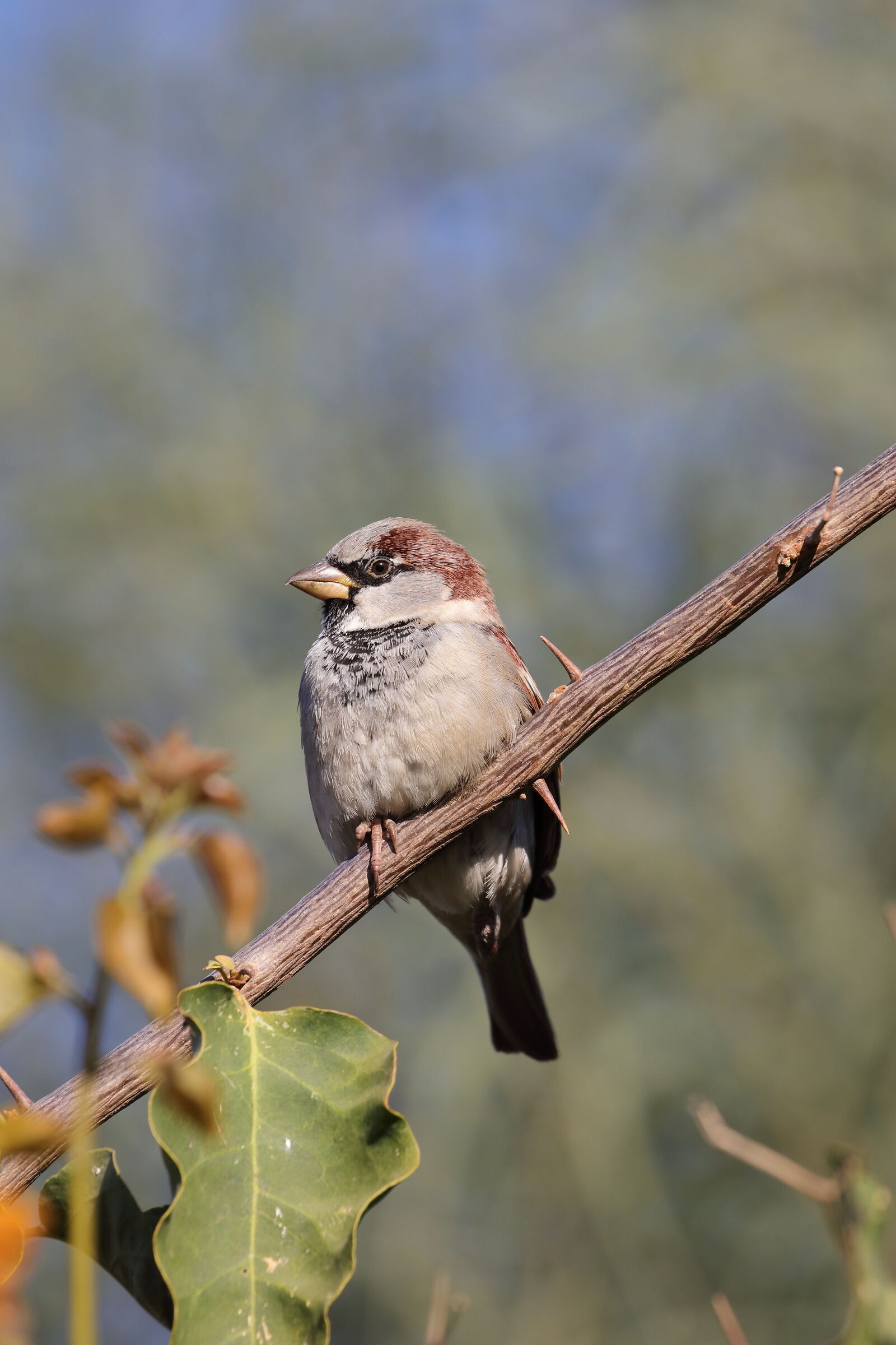 Jack [a una gamba] Sparrow
