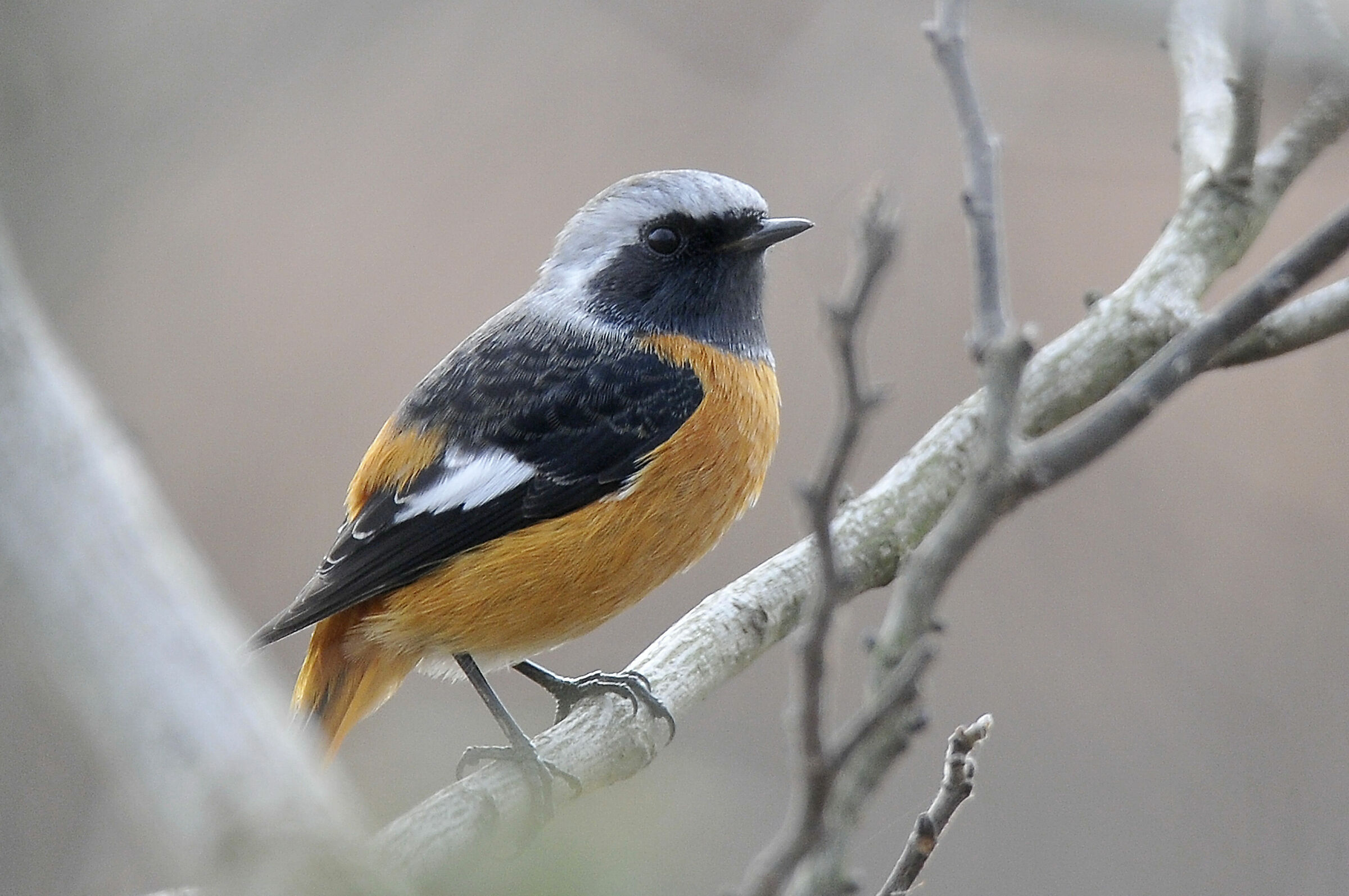 Daurian redstart