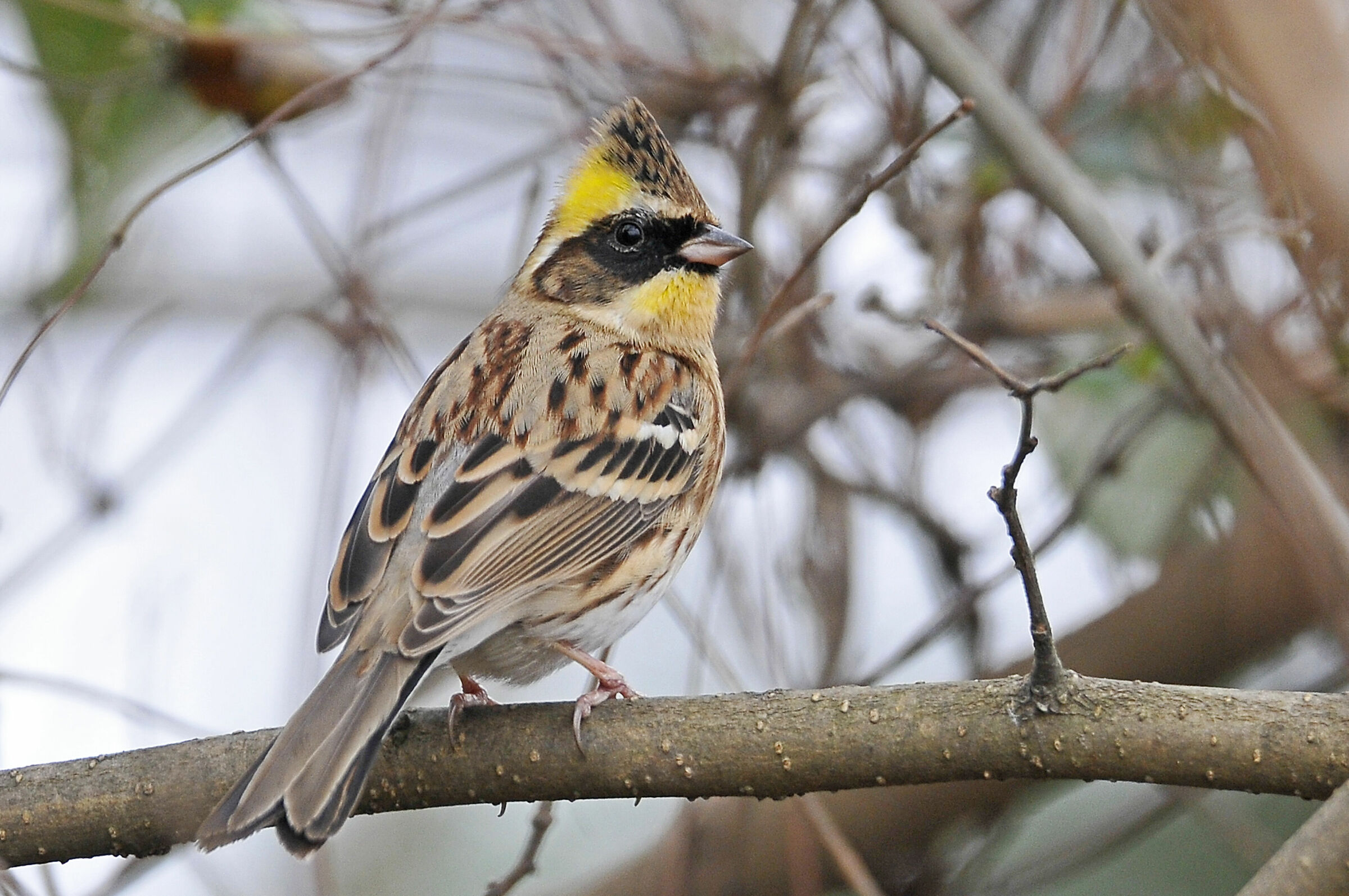 Yellow-crested bunting