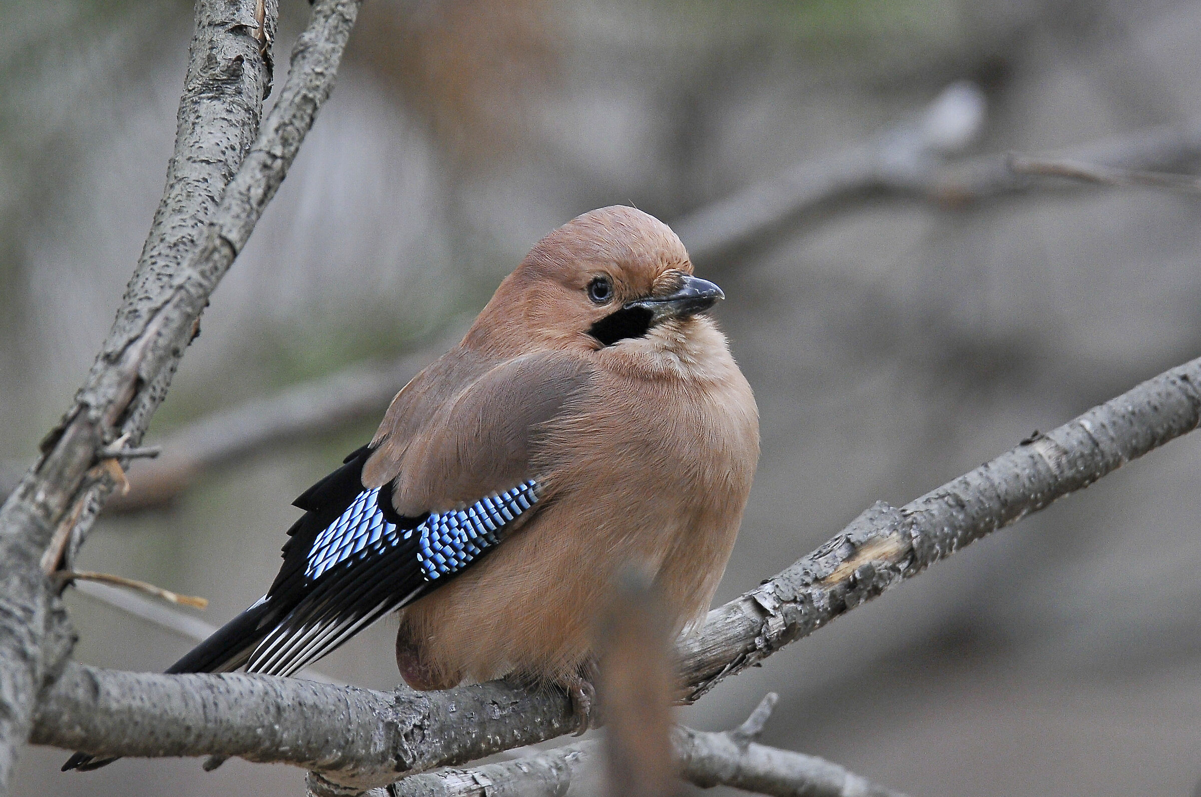 Eurasian jay