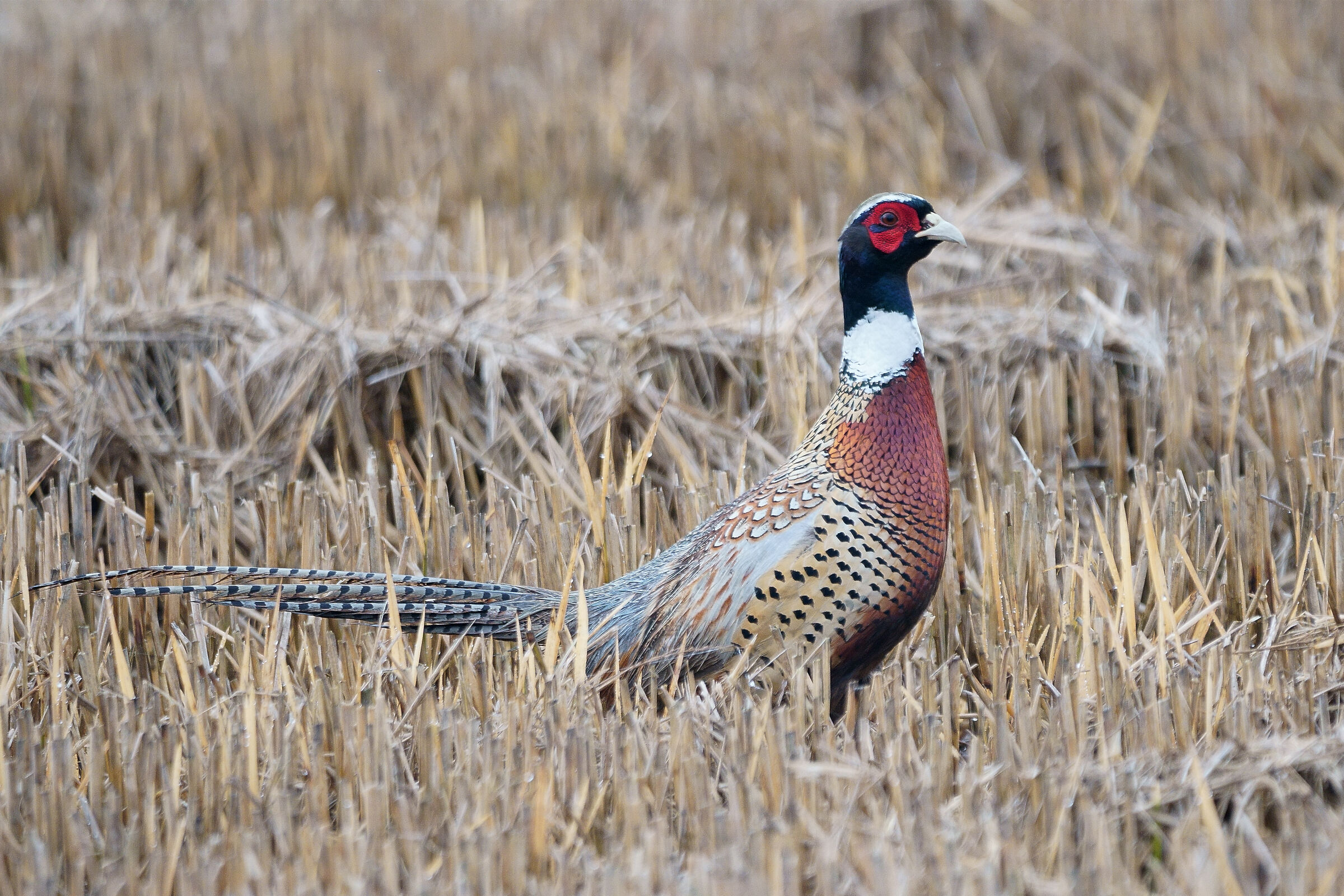 Pheasant
