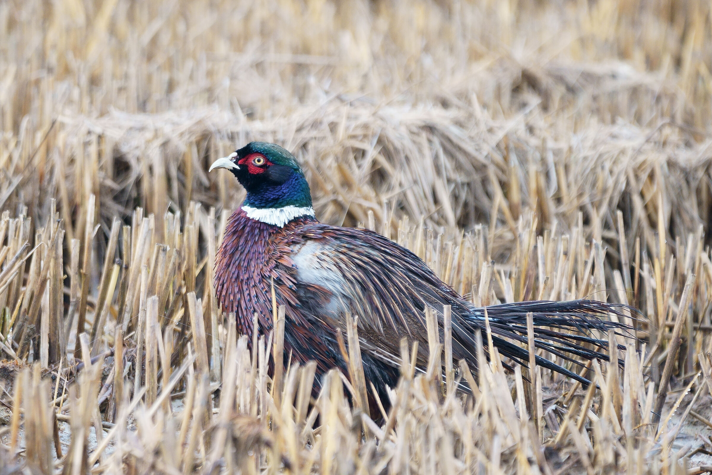 Pheasant