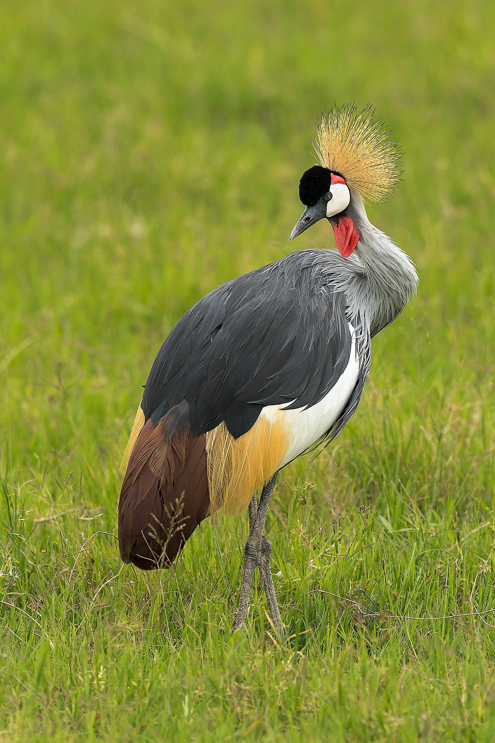 Grey crowned crane