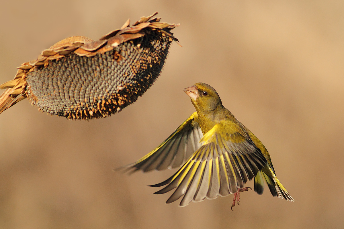 Verso il seme........