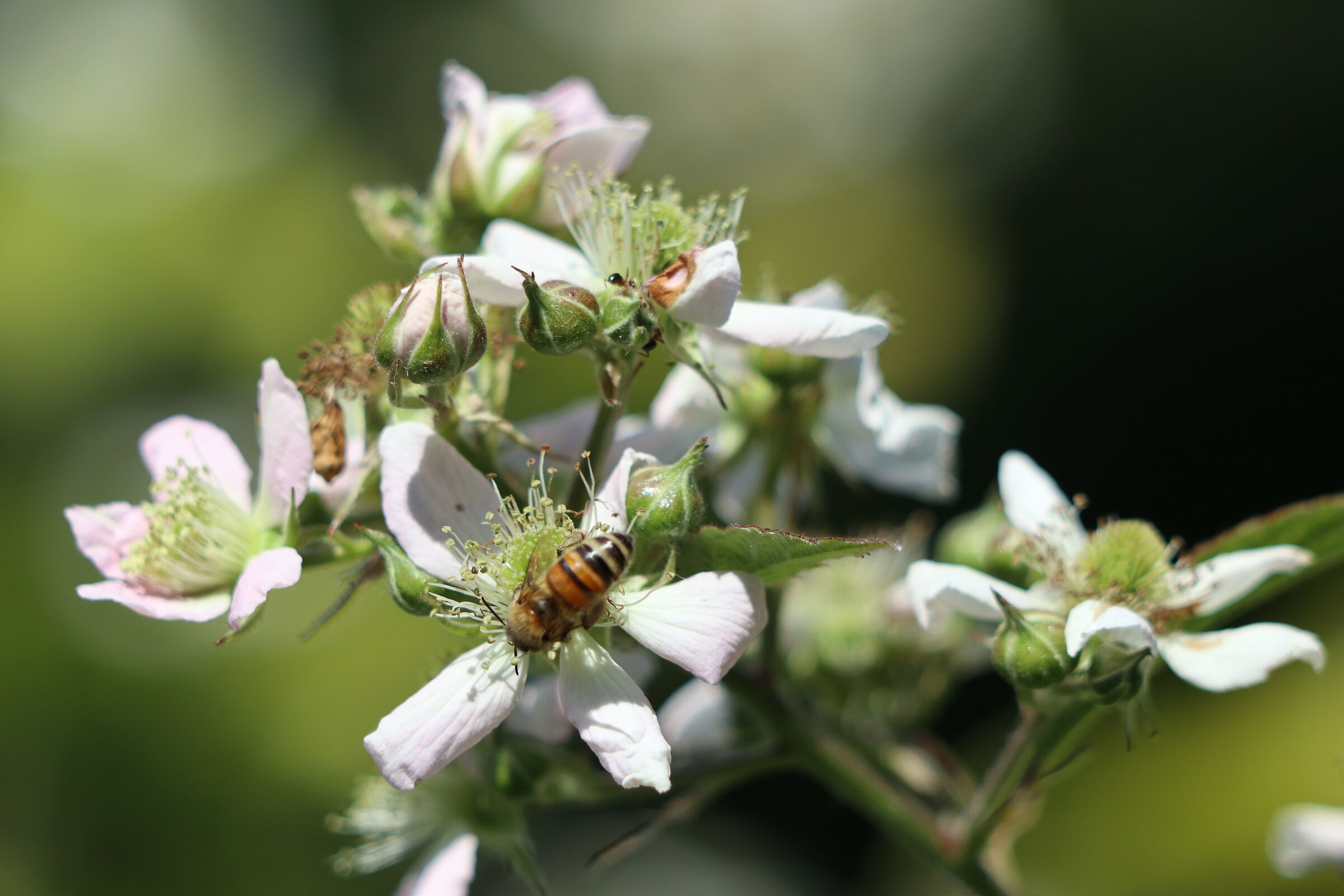 Si prega di qualcuno può dire all'ape di smettere di ...